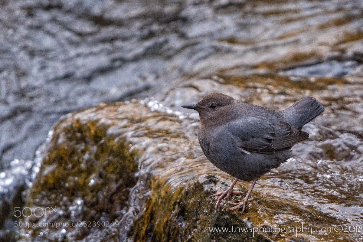 Nikon D500 sample photo. Contemplating the plunge photography
