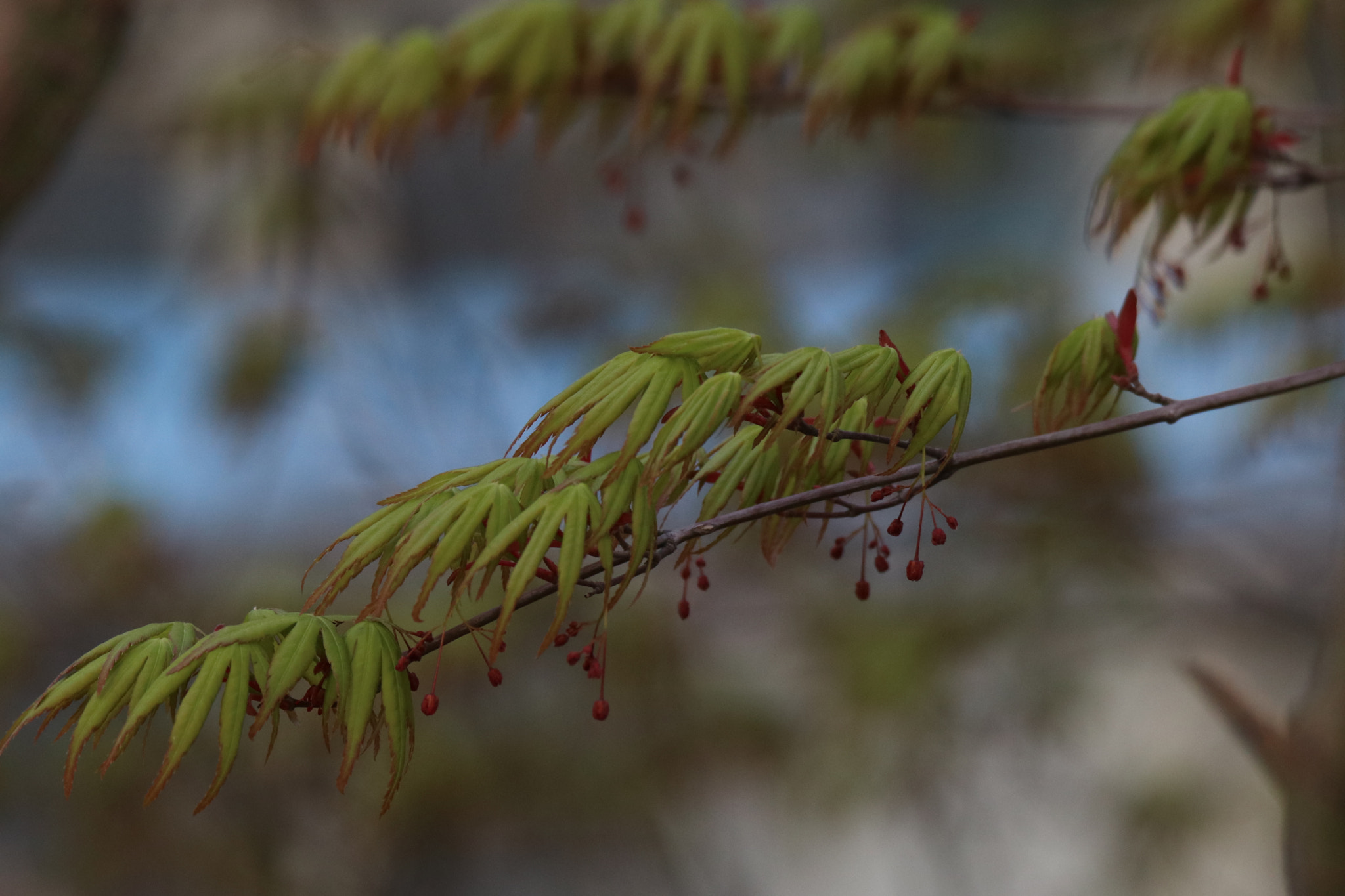 Tamron SP 150-600mm F5-6.3 Di VC USD sample photo. 春的等待the waiting of spring photography