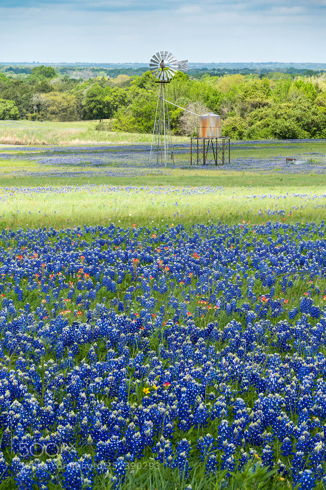 Sony a7R III sample photo. Small windmill and bluebonnets photography