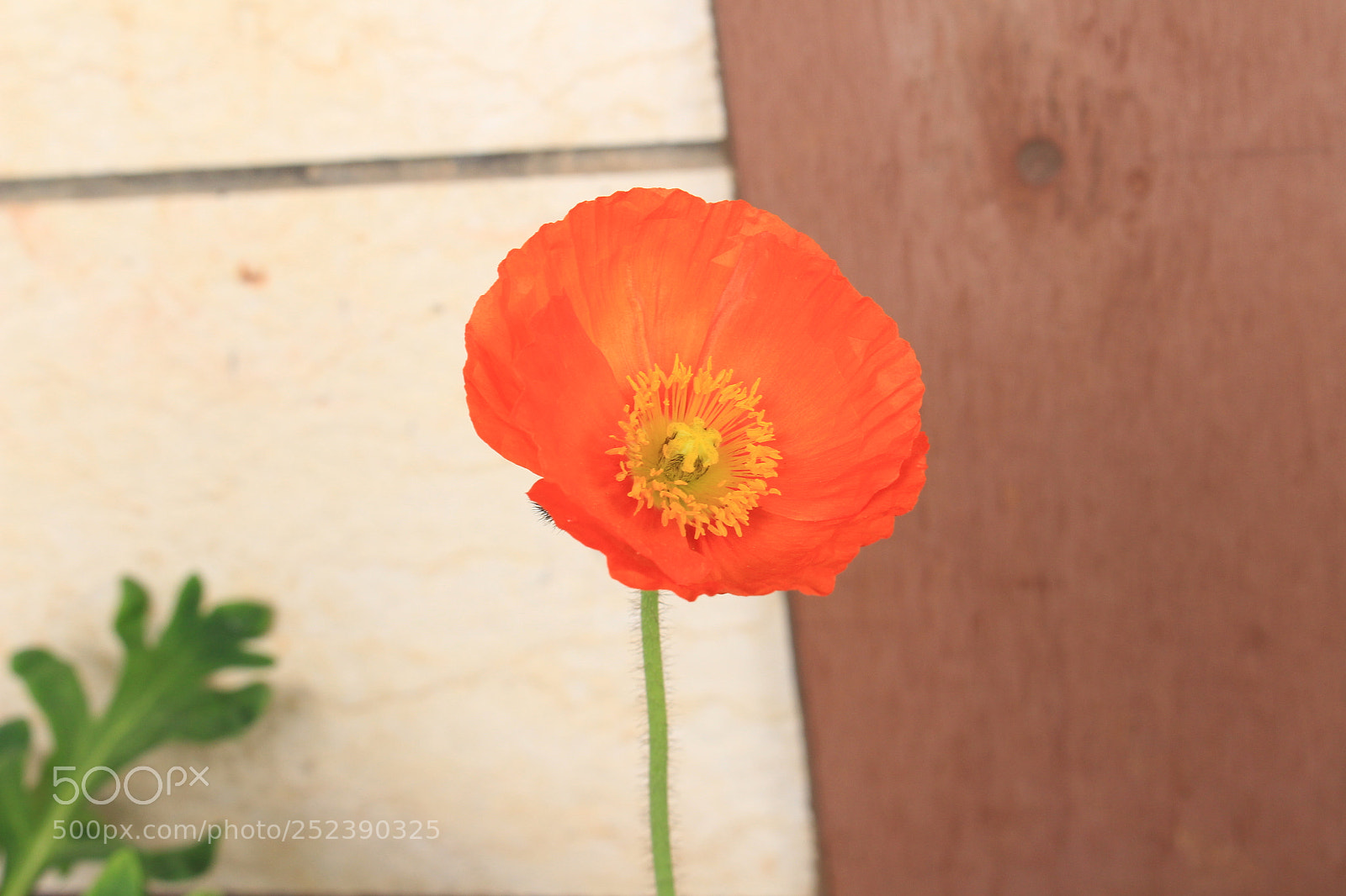 Canon EOS 700D (EOS Rebel T5i / EOS Kiss X7i) sample photo. Untitled photography