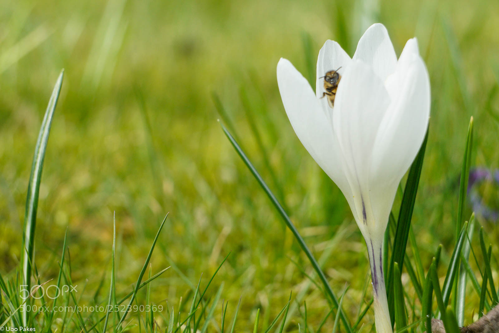 Sony a6300 sample photo. Peek-a-bee photography