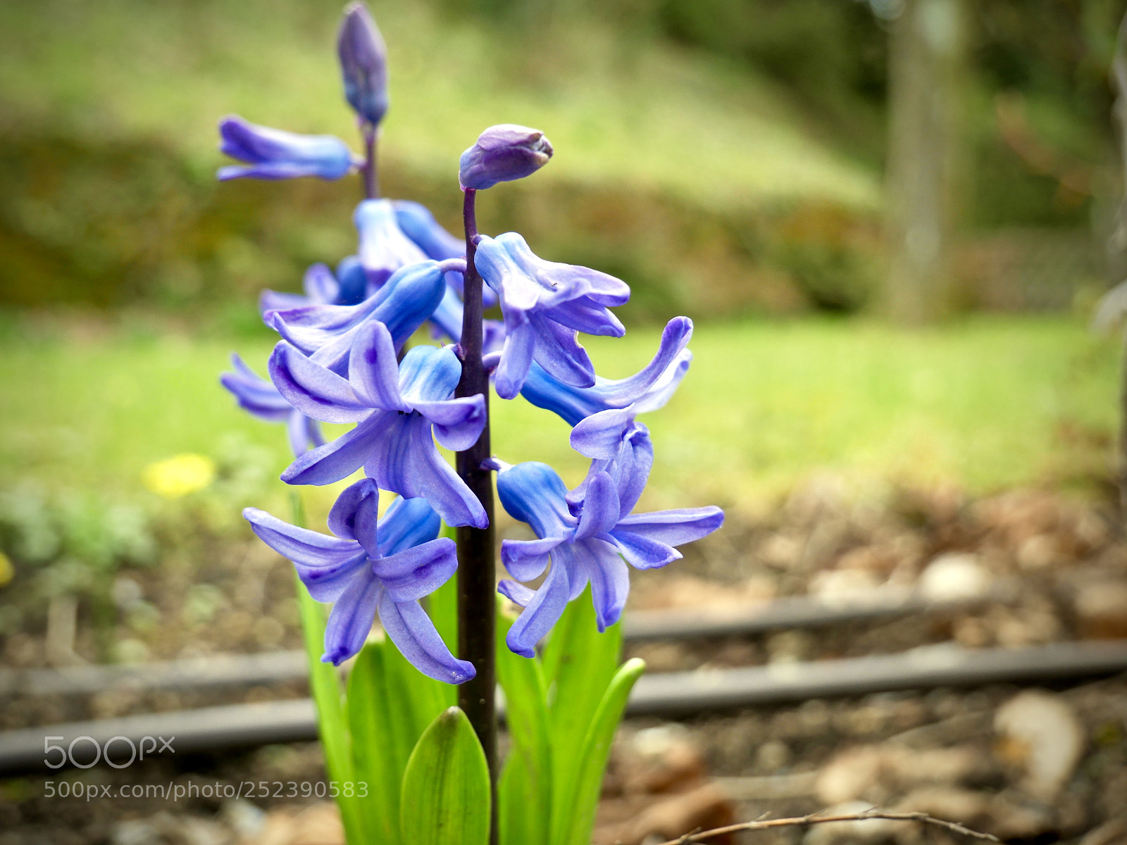Panasonic Lumix DMC-G85 (Lumix DMC-G80) sample photo. Flowers in the chateau photography