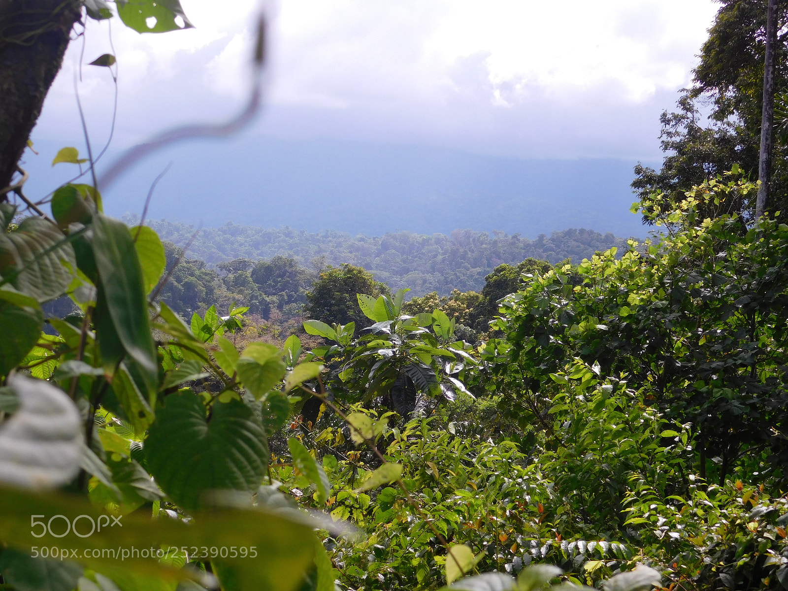 Nikon Coolpix L840 sample photo. Costa rican jungle photography