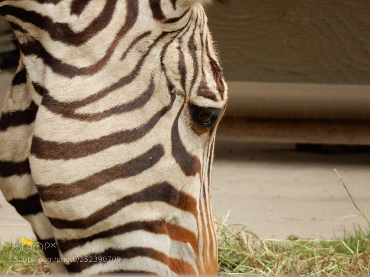 Nikon Coolpix S9900 sample photo. Stripes photography