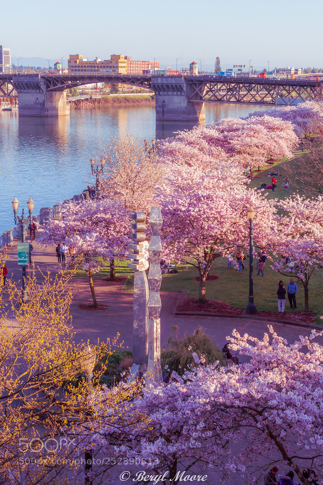 Nikon D7100 sample photo. Cherry blossoms by the photography