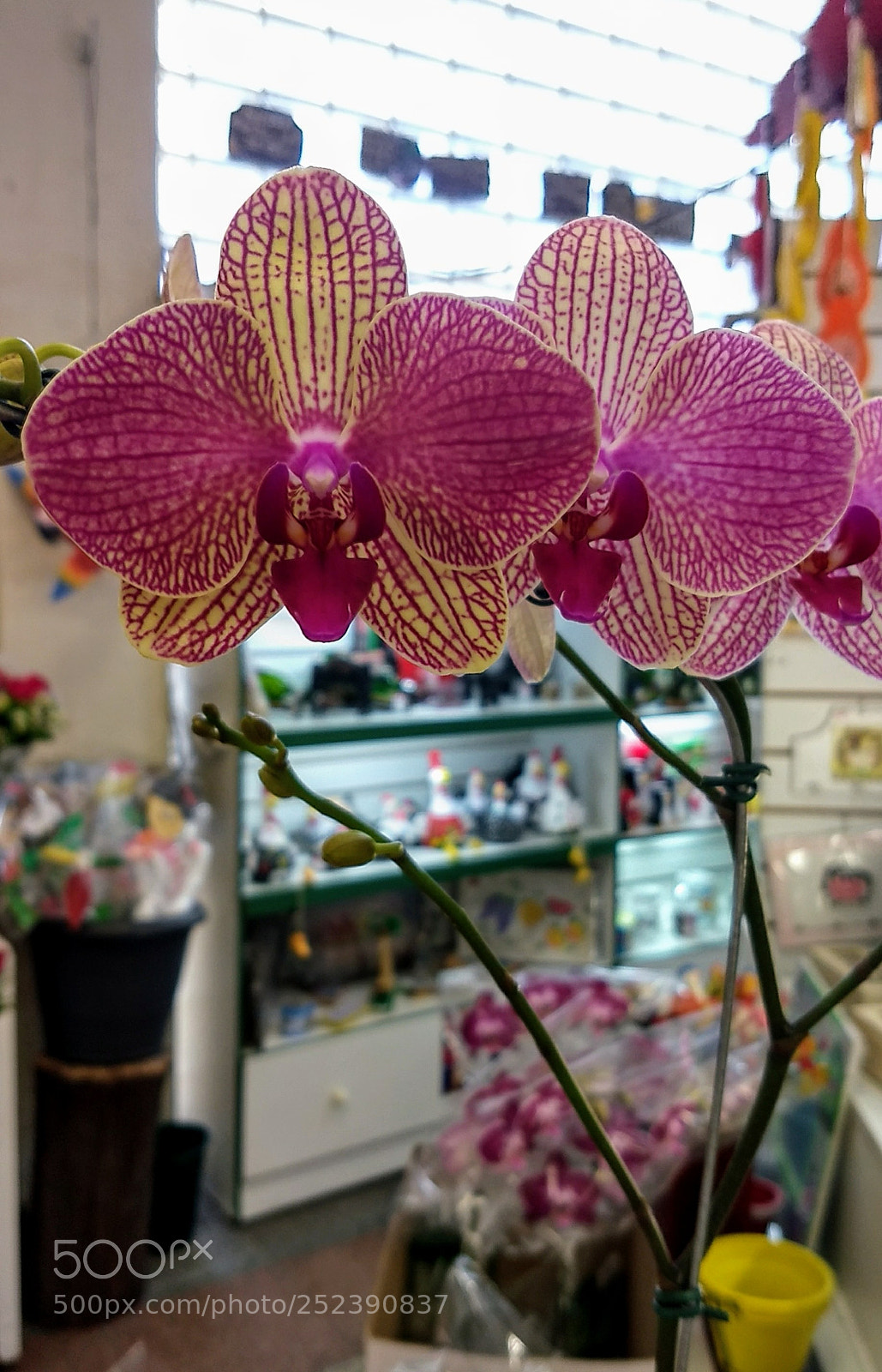Motorola Moto Z (2) Play sample photo. Shopping photography