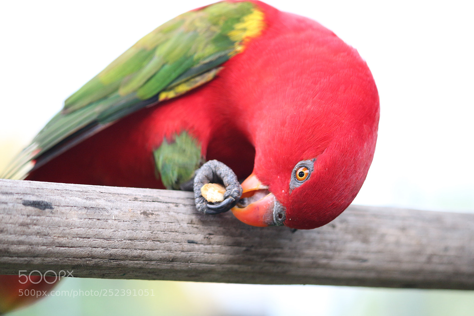 Canon EOS 700D (EOS Rebel T5i / EOS Kiss X7i) sample photo. Chattering lory  photography