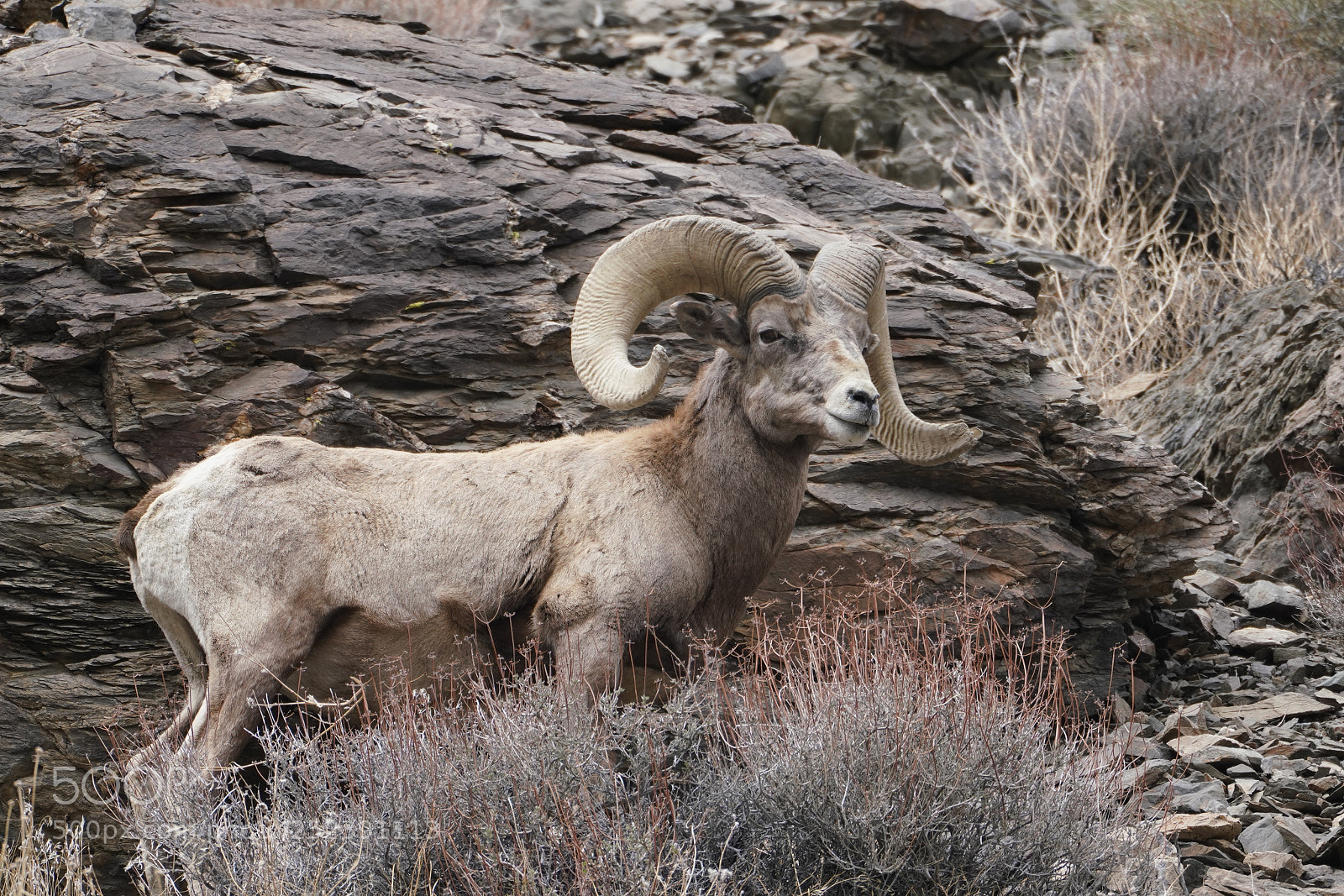 Sony a7R III sample photo. Mature bighorn ram photography