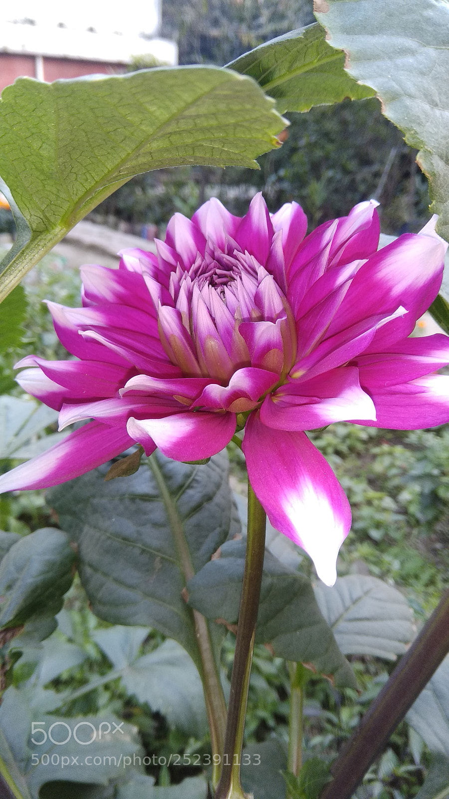 Xiaomi Redmi Note 4 sample photo. Untitled photography
