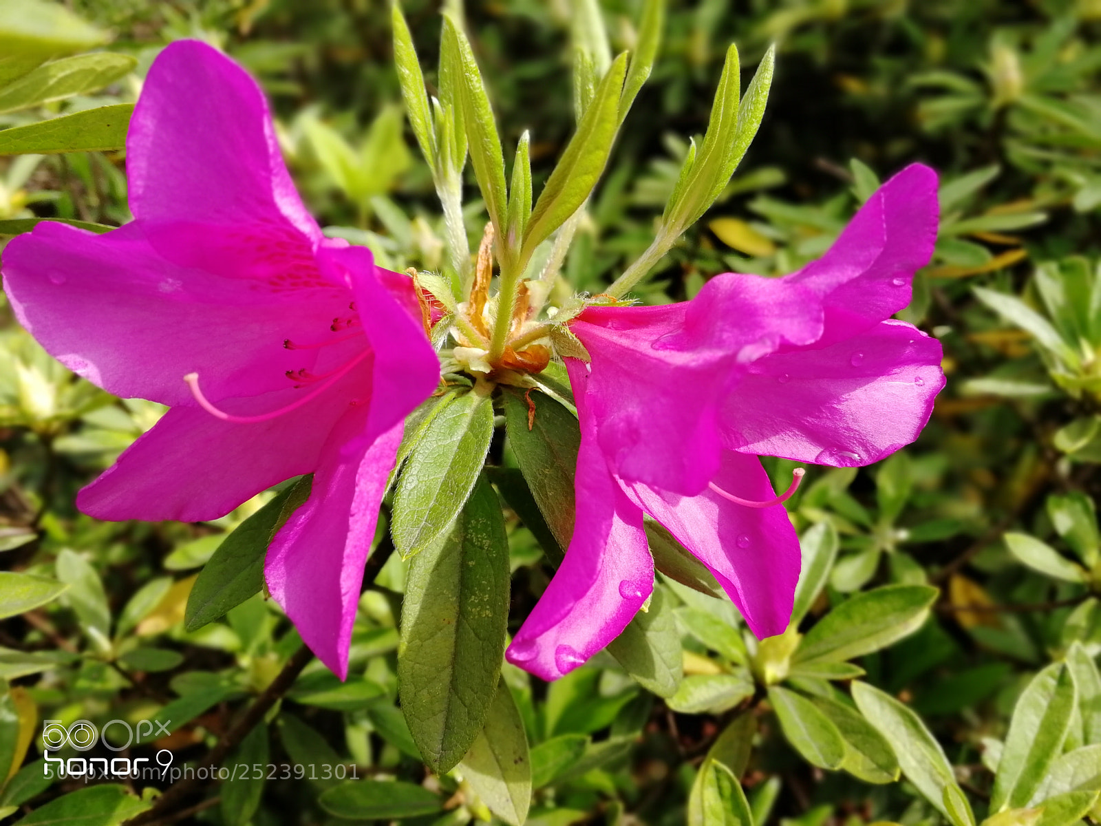 HUAWEI Honor 9 sample photo. Untitled photography