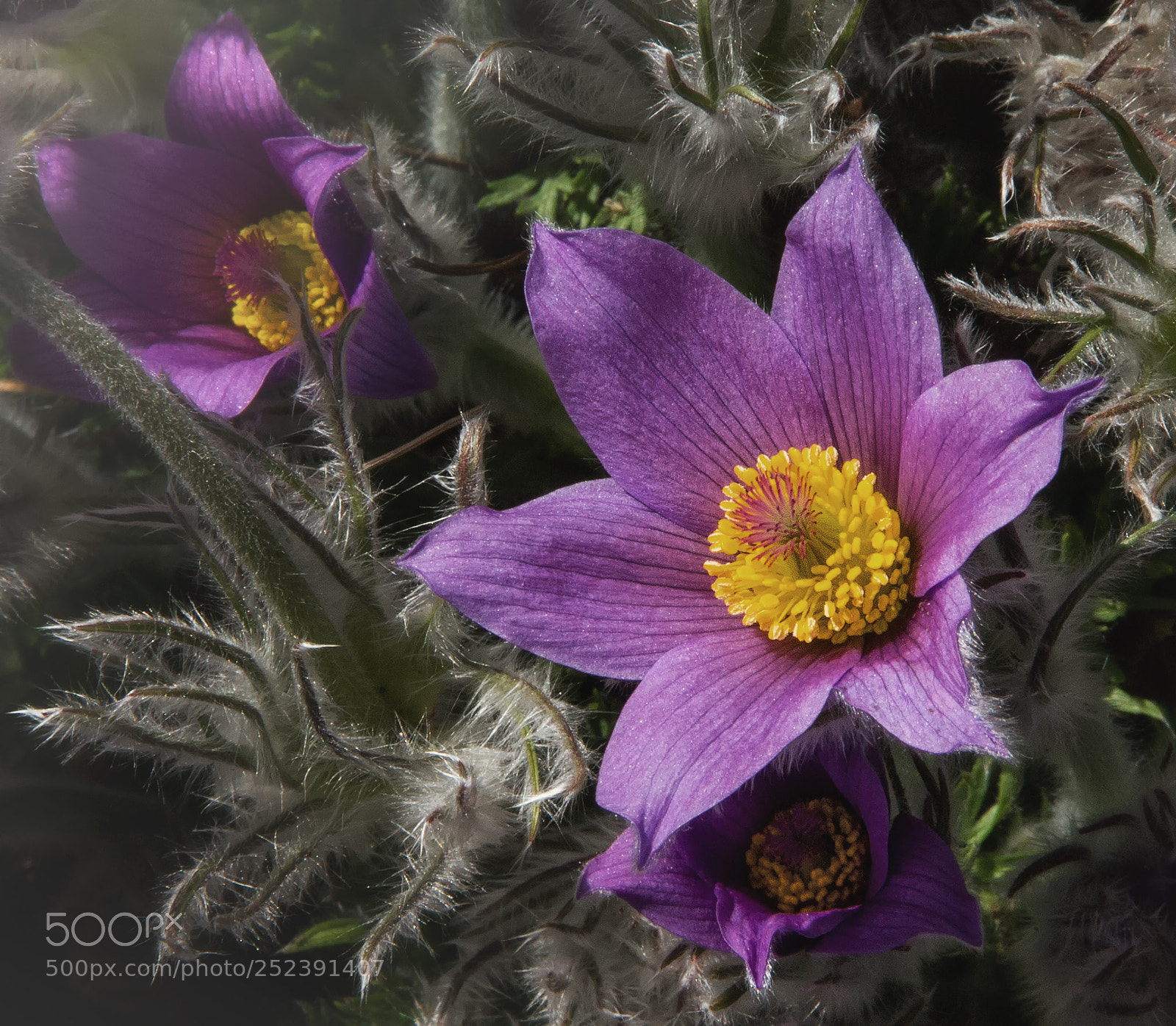 Canon EOS 550D (EOS Rebel T2i / EOS Kiss X4) sample photo. Pasqueflower photography