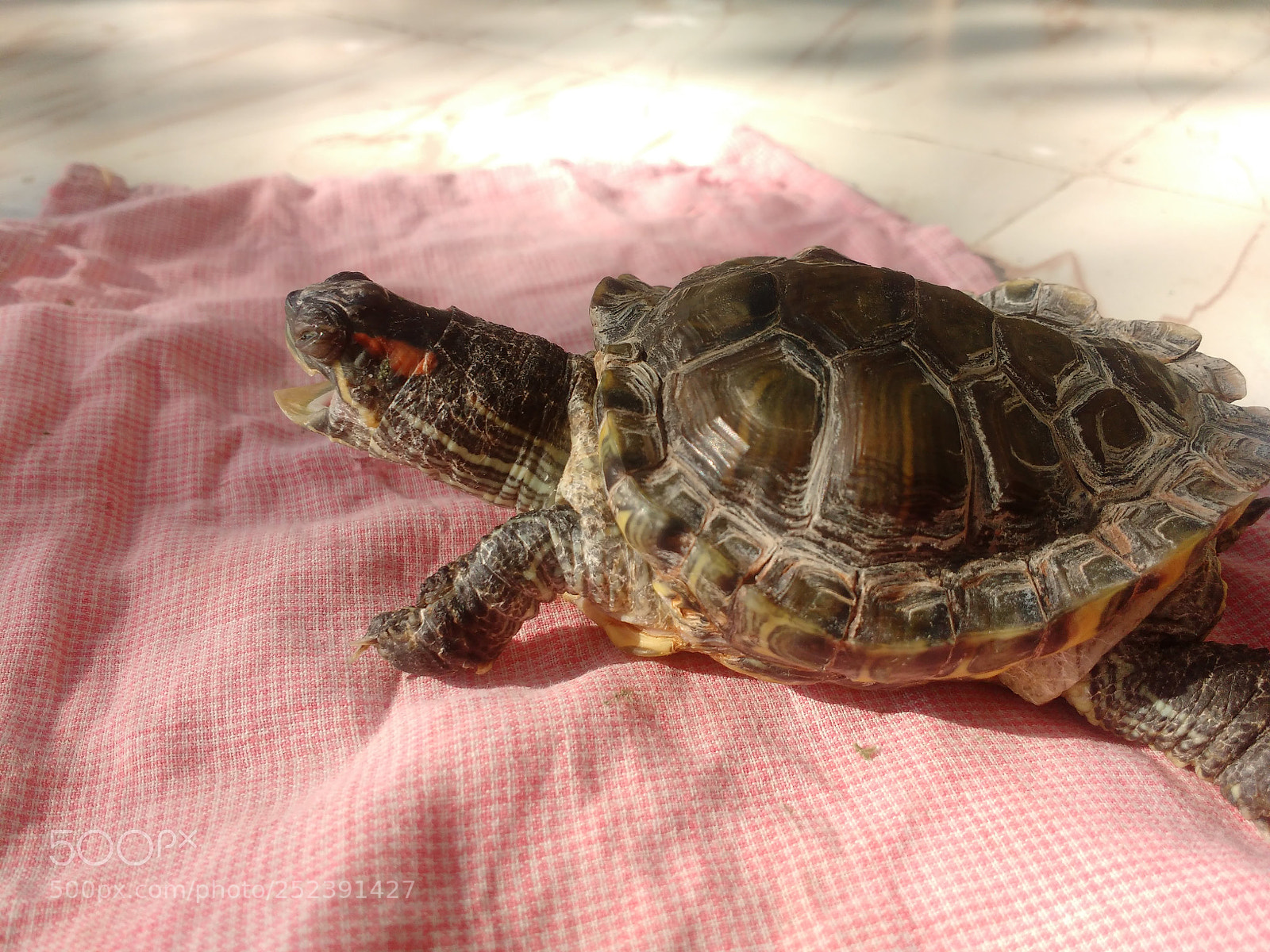 Motorola MotoG3 sample photo. Red-eared slider photography