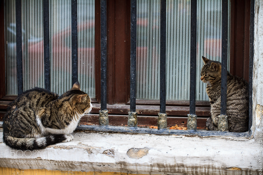 Canon EOS 7D sample photo. Istanbul - chatting photography