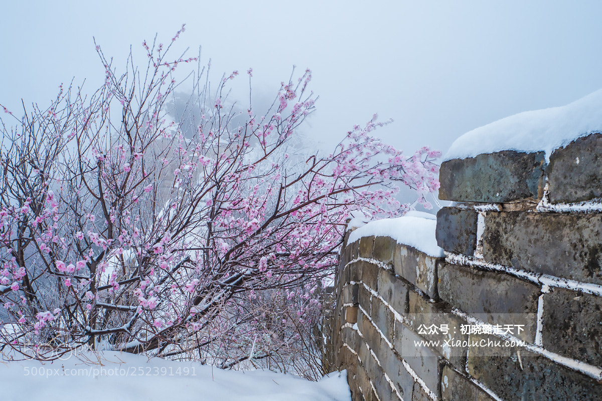Panasonic Lumix DC-GH5 sample photo. Peach blossom and snow photography