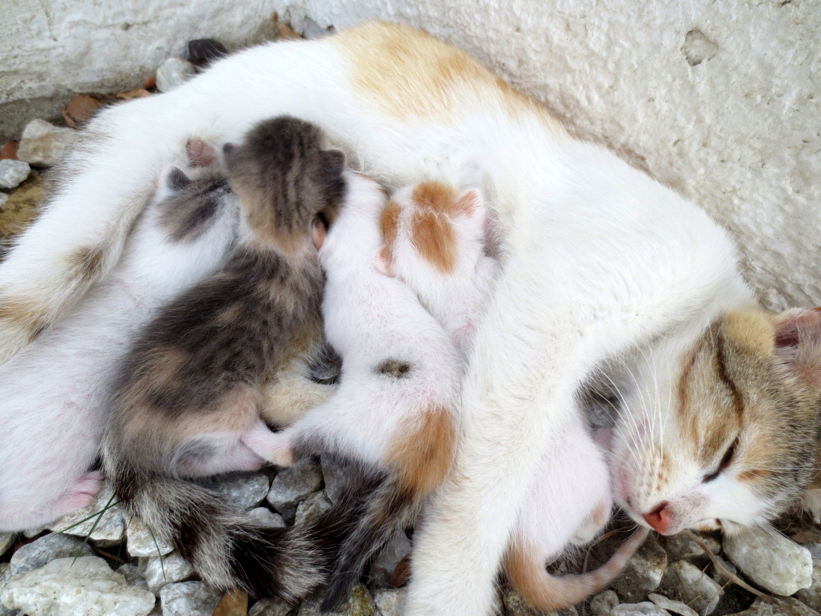 Canon PowerShot ELPH 110HS (PowerShot IXUS 125 HS) sample photo. Soledad with her babies photography