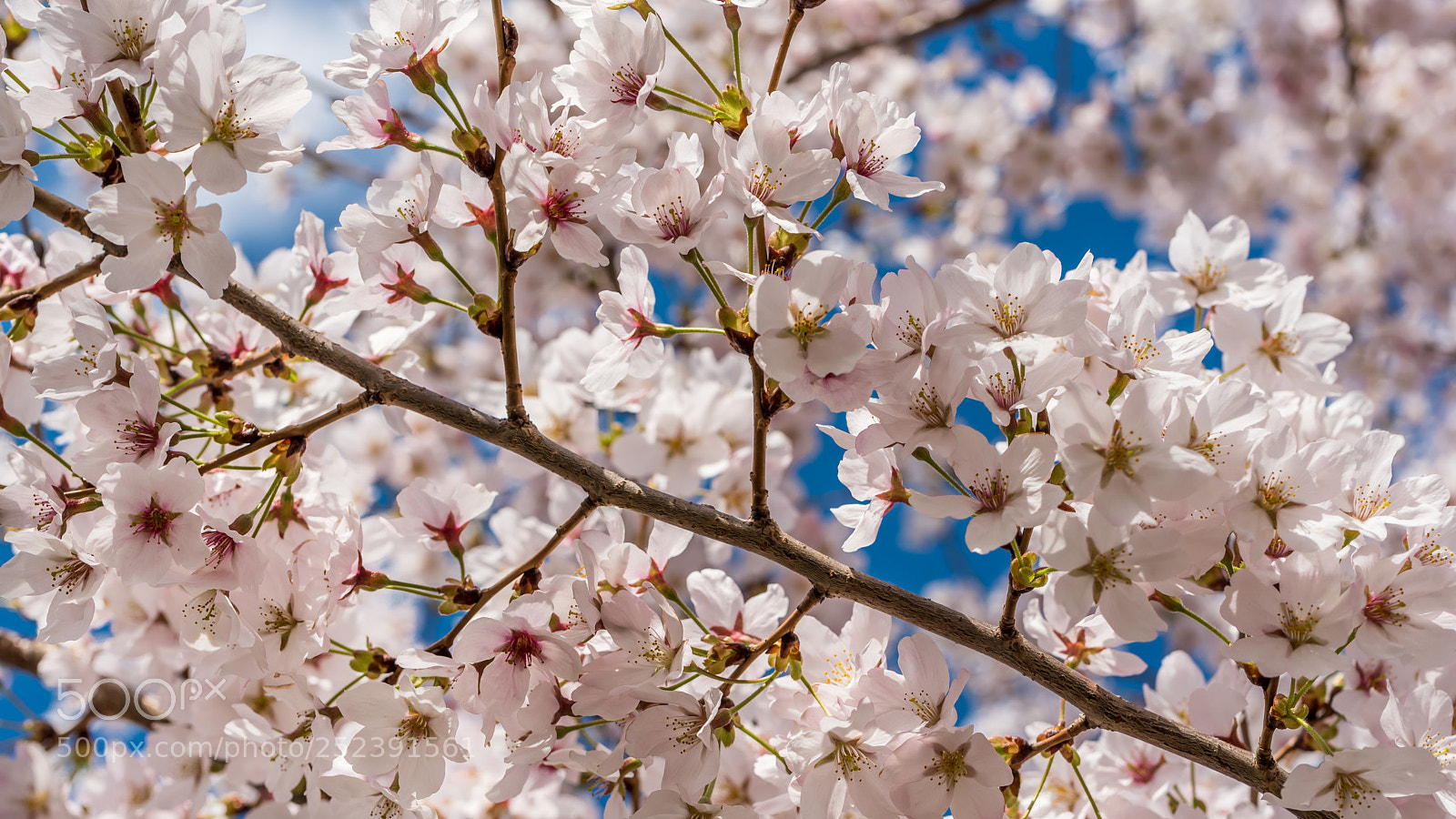 Nikon D750 sample photo. Cherry blossoms at their photography