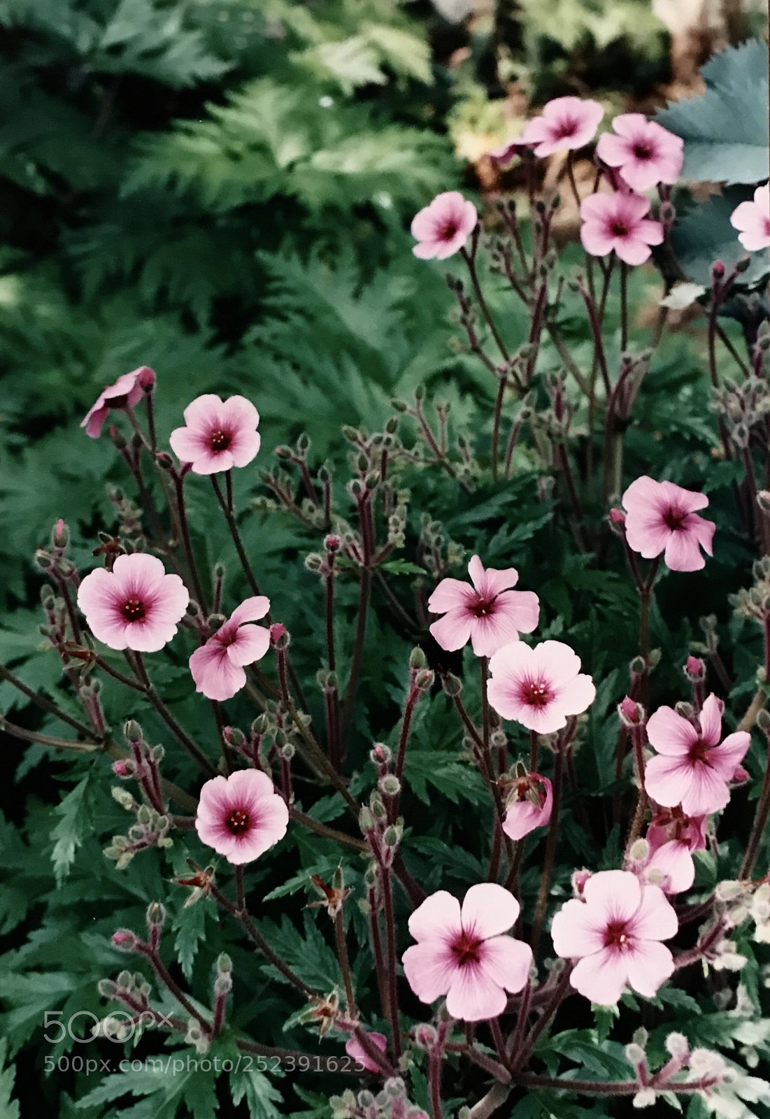 Apple iPhone 7 Plus sample photo. Geranium maderense, santa barbara photography