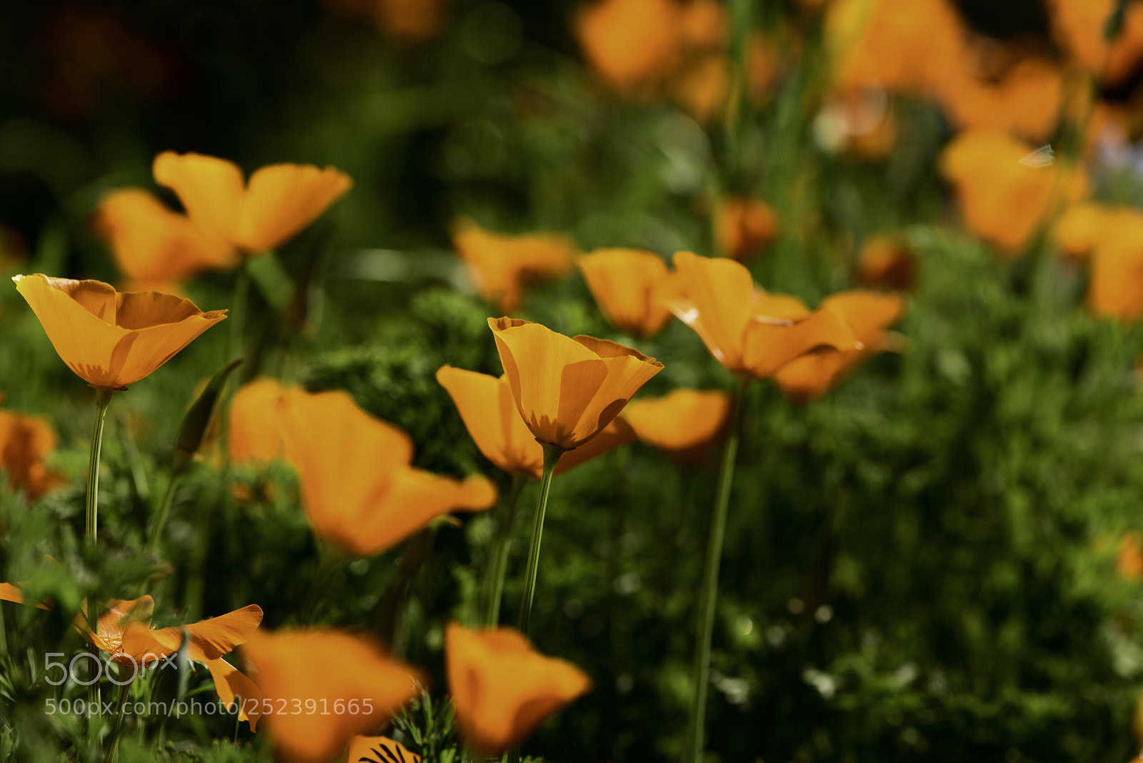 Nikon D750 sample photo. Orange field photography
