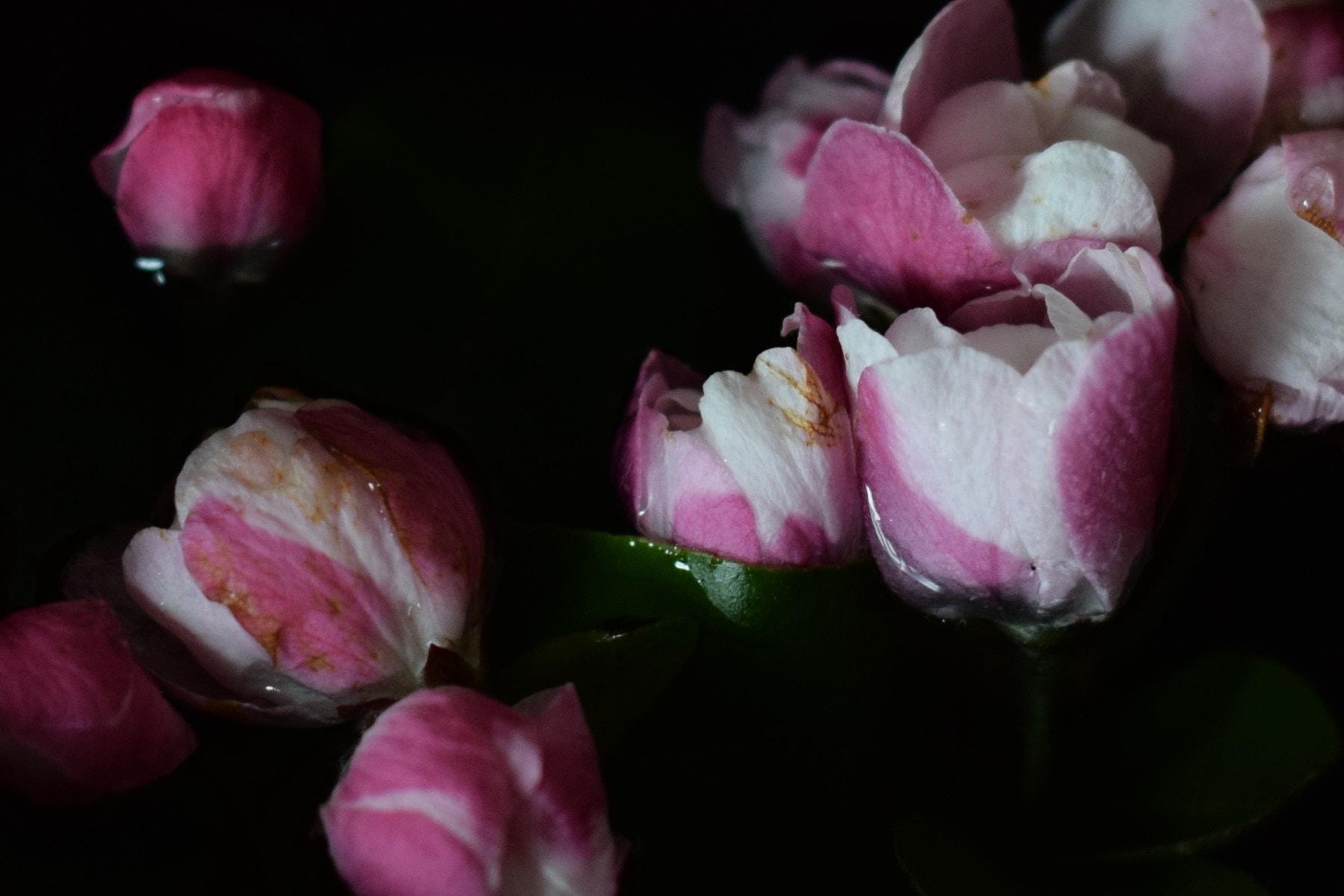 Nikon D3300 + Nikon AF Nikkor 50mm F1.8D sample photo