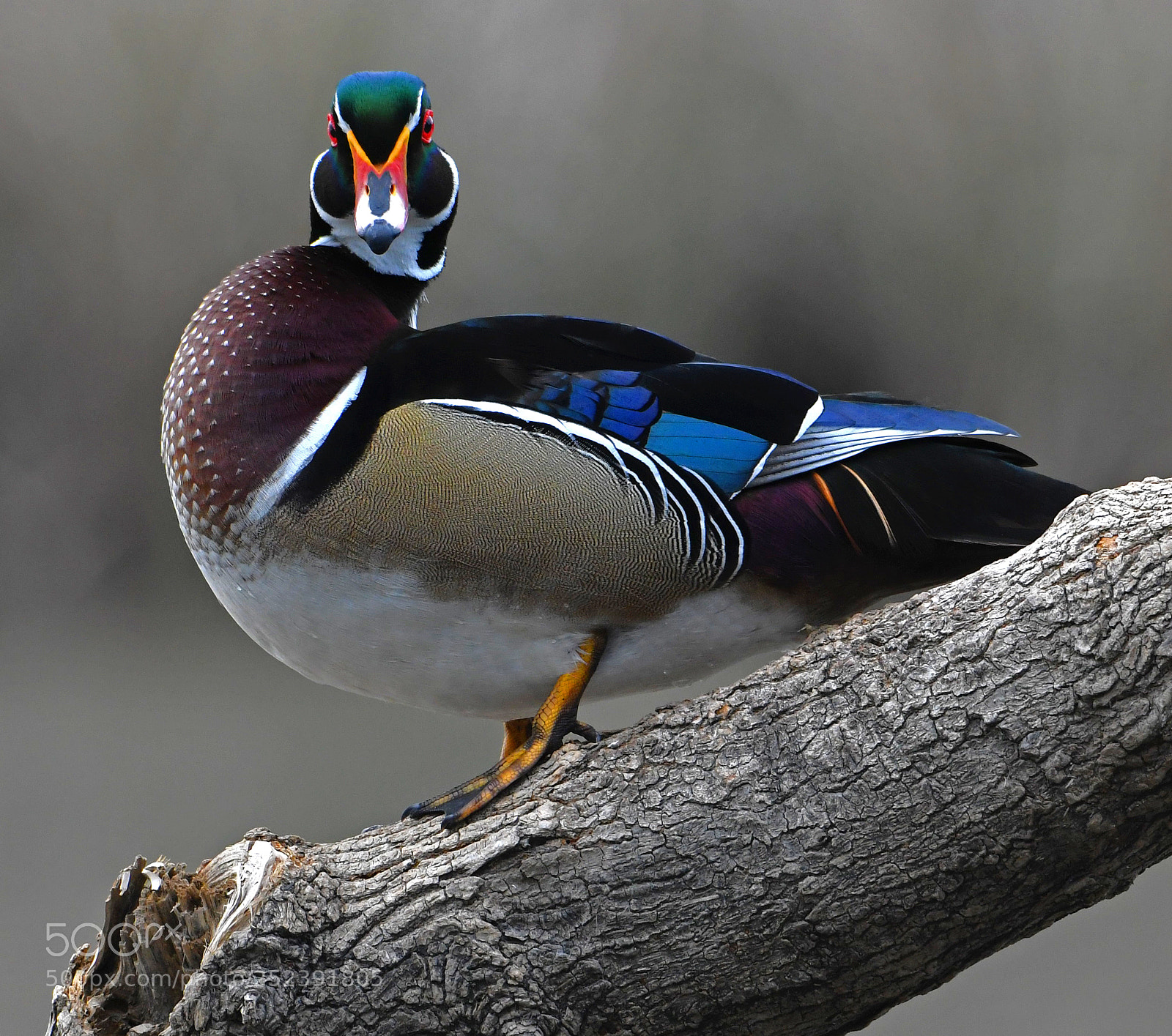 Nikon D500 sample photo. Wood duck photography