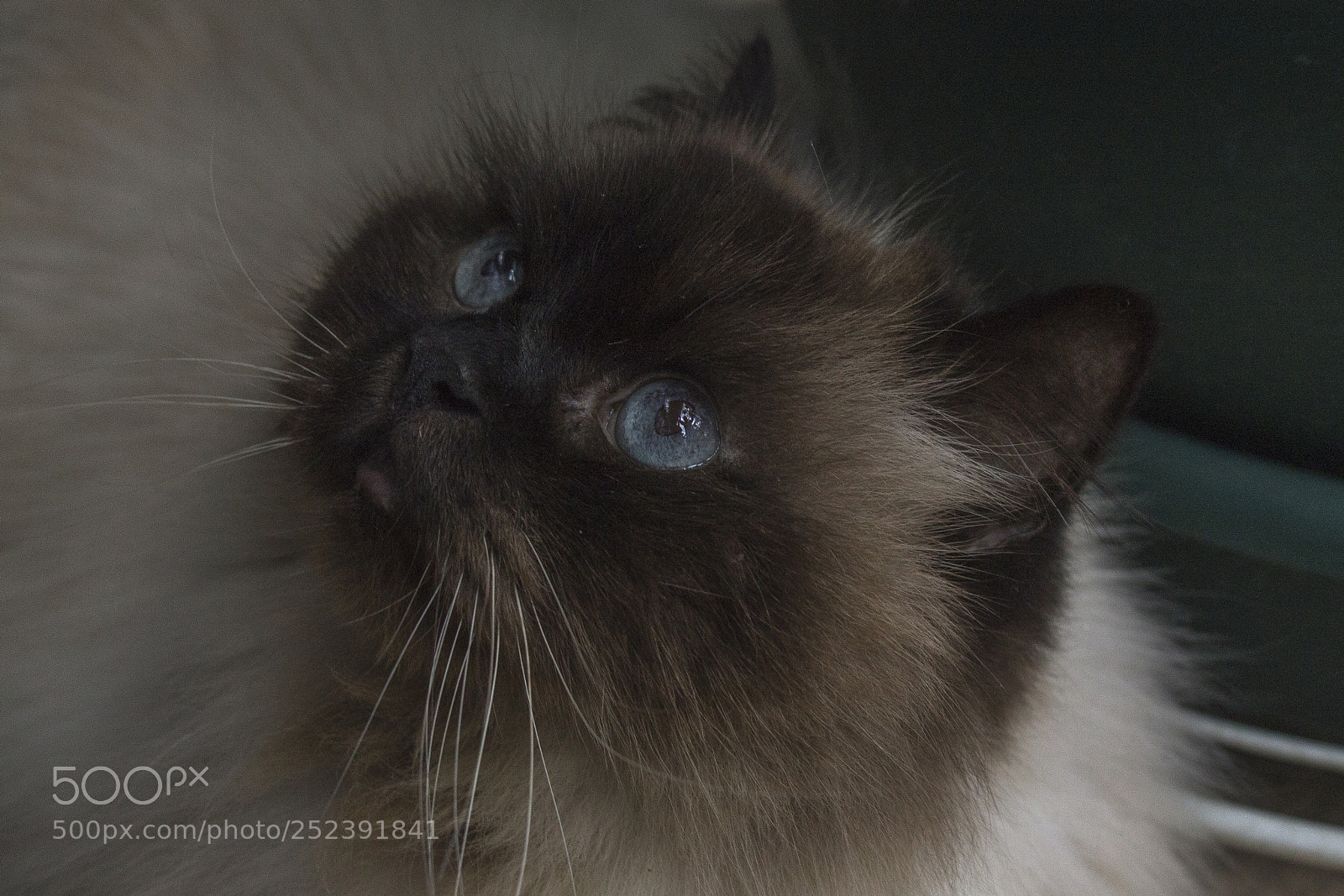 Canon EOS 1100D (EOS Rebel T3 / EOS Kiss X50) sample photo. Behind blue eyes photography