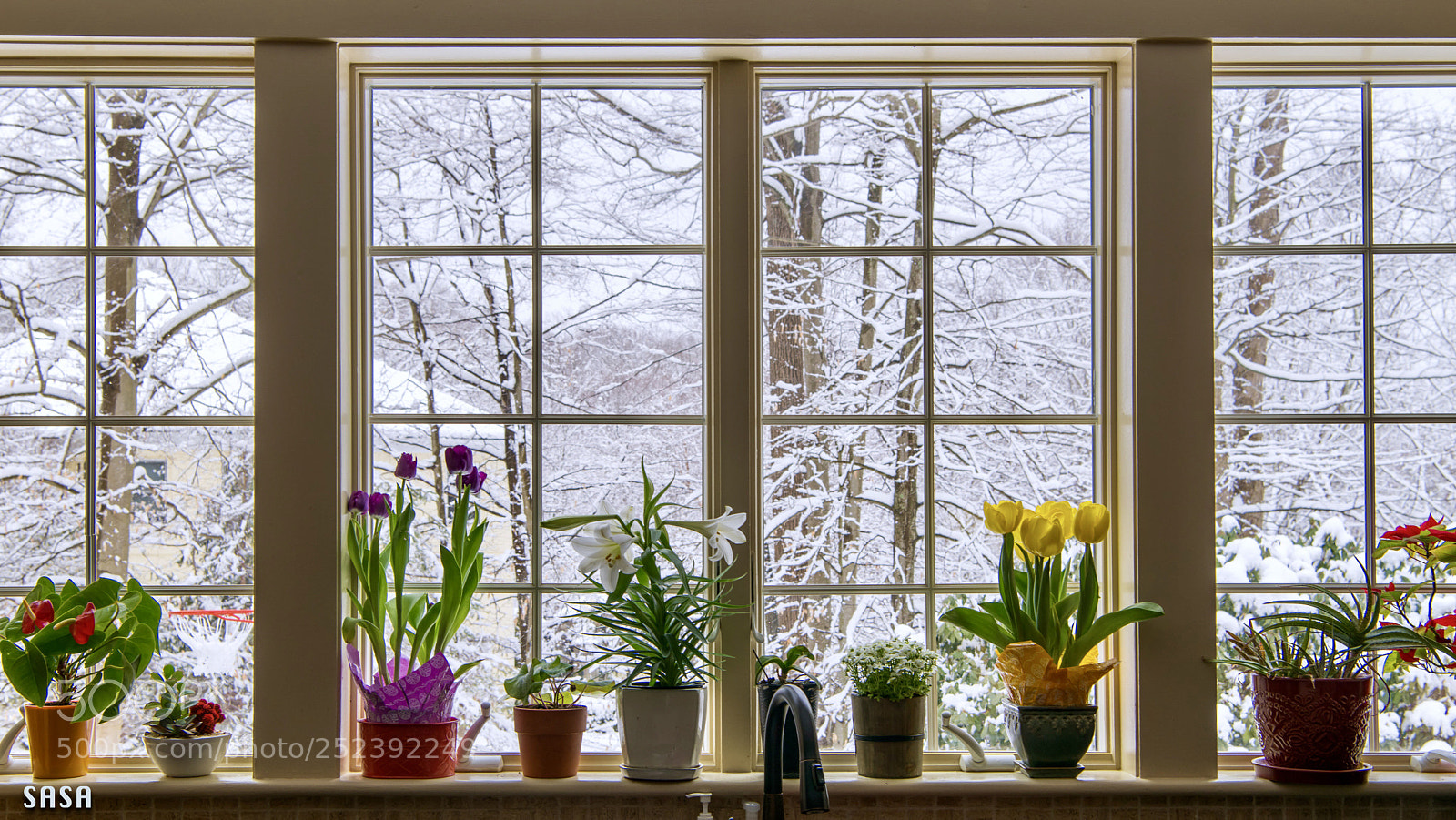 Nikon D850 sample photo. The promise of spring  photography