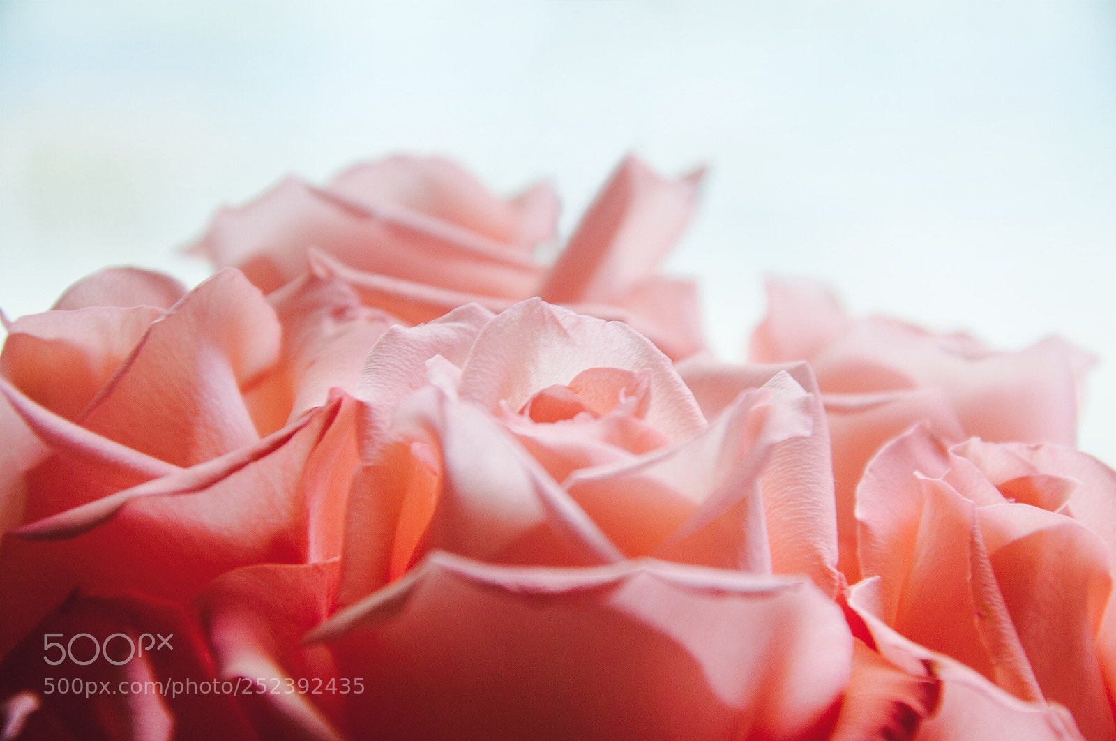 Nikon D90 sample photo. Pink roses photography