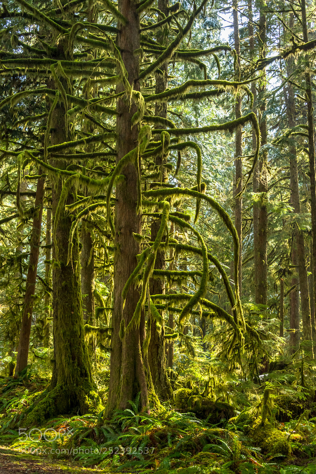 Nikon D800 sample photo. Moss on old growth photography