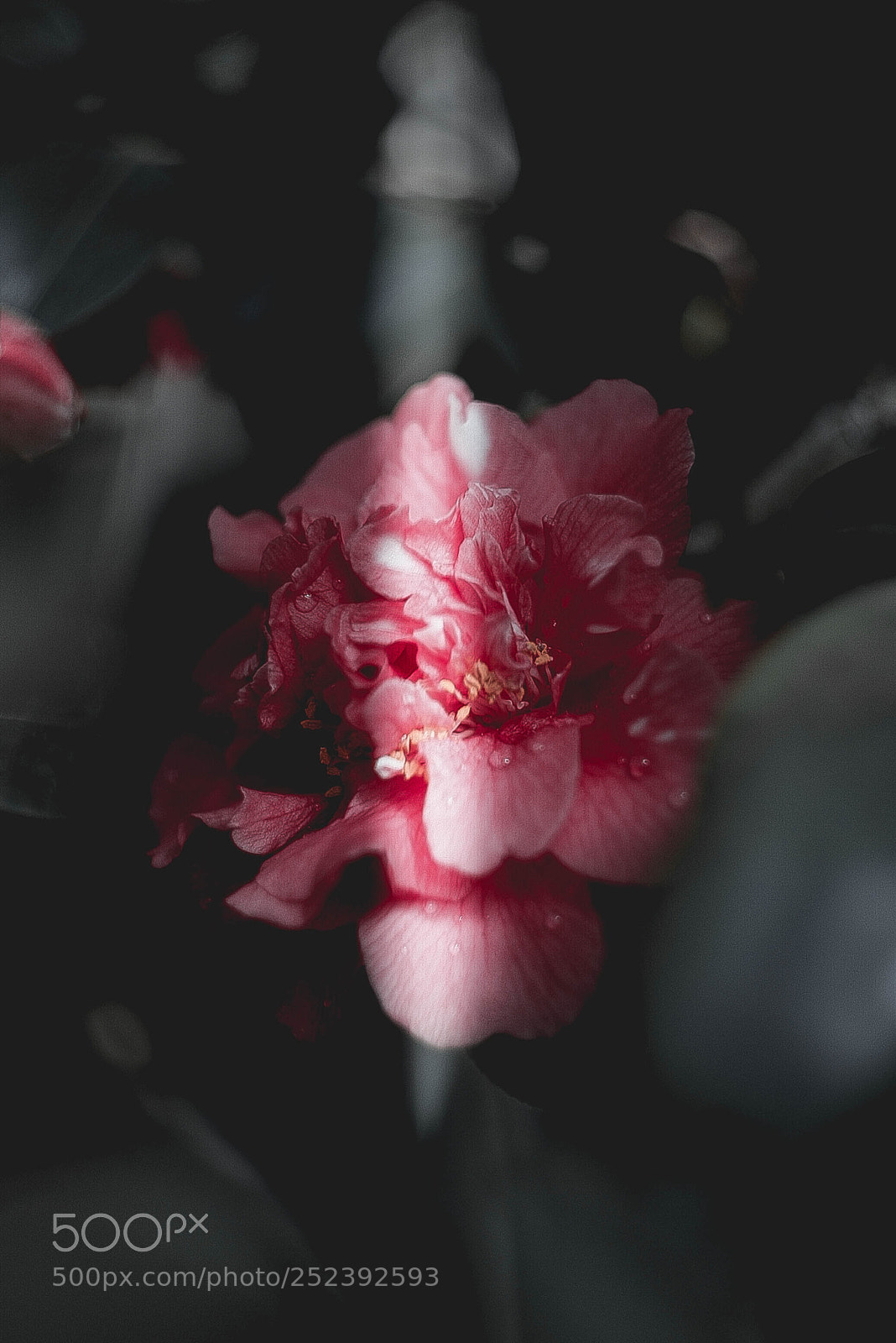 Canon EOS-1D Mark II N sample photo. Img photography