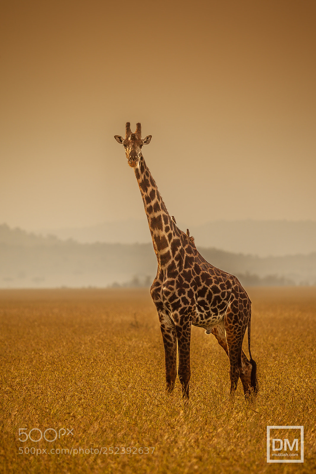 Canon EOS 5D Mark II sample photo. Serengeti national park photography