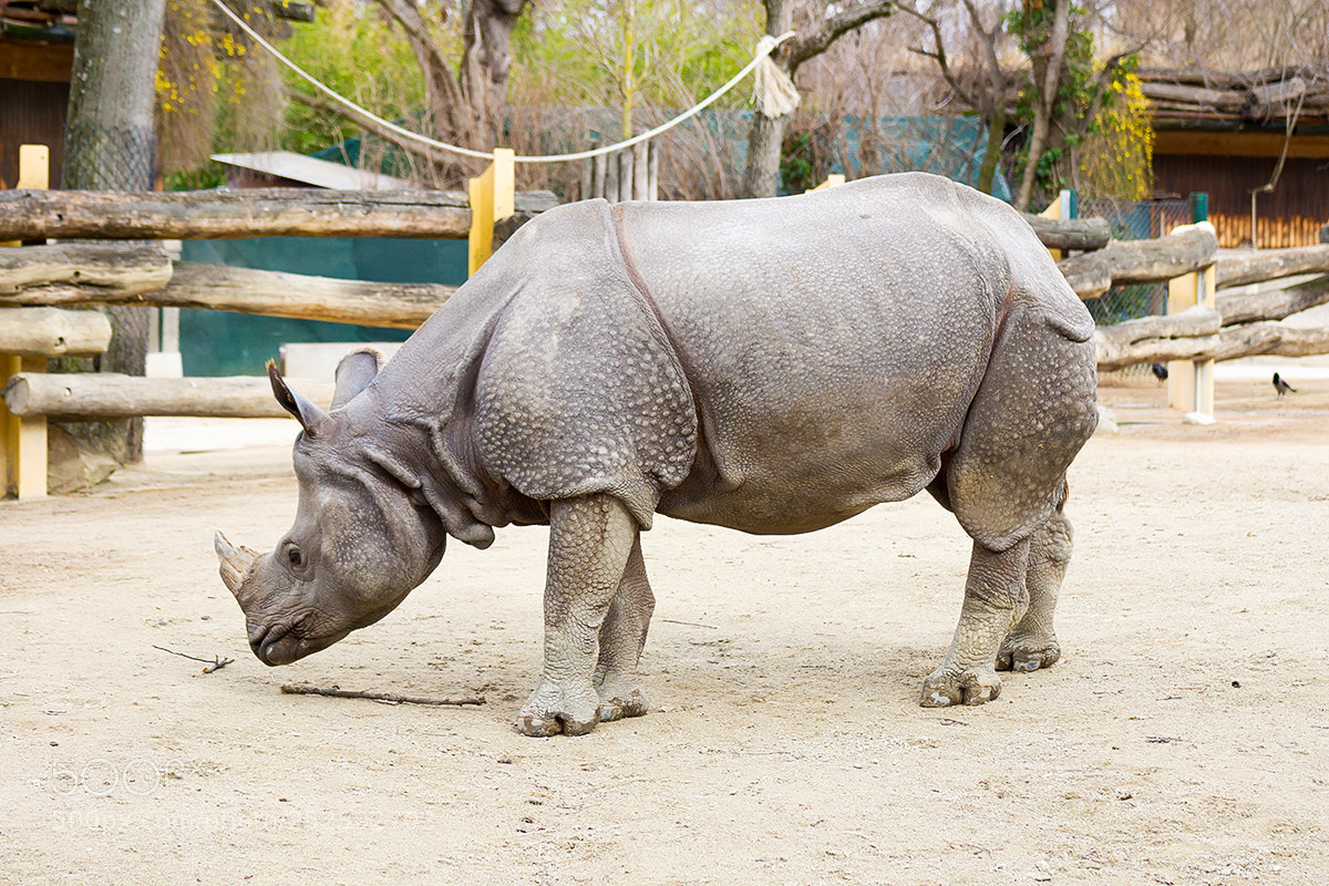 Sony SLT-A77 sample photo. Rhino photography