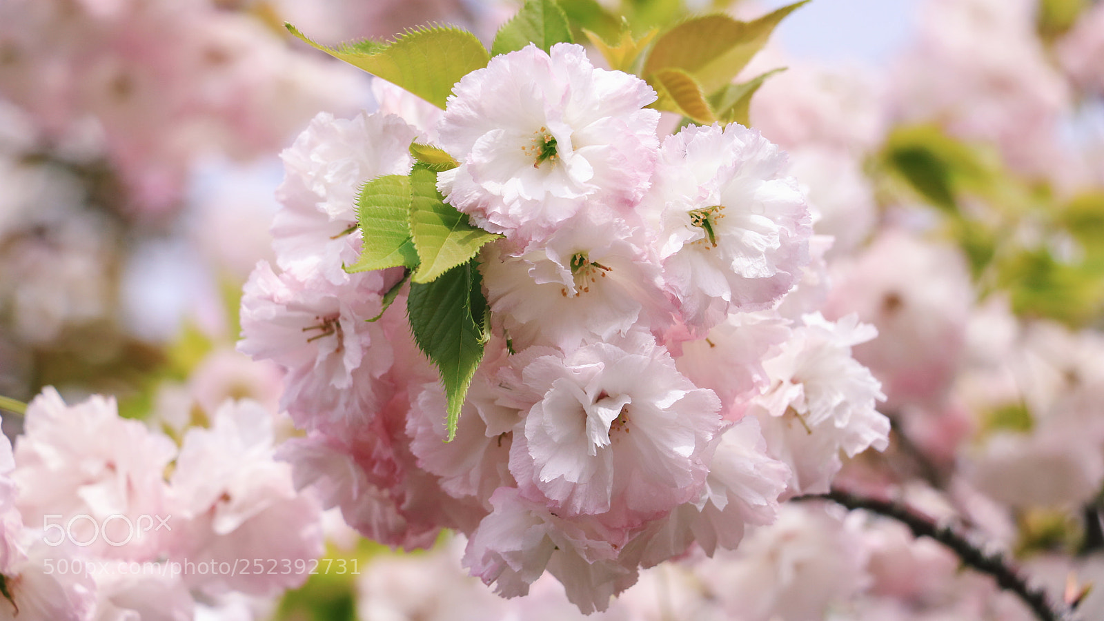 Canon EOS 750D (EOS Rebel T6i / EOS Kiss X8i) sample photo. Cherry sakura photography