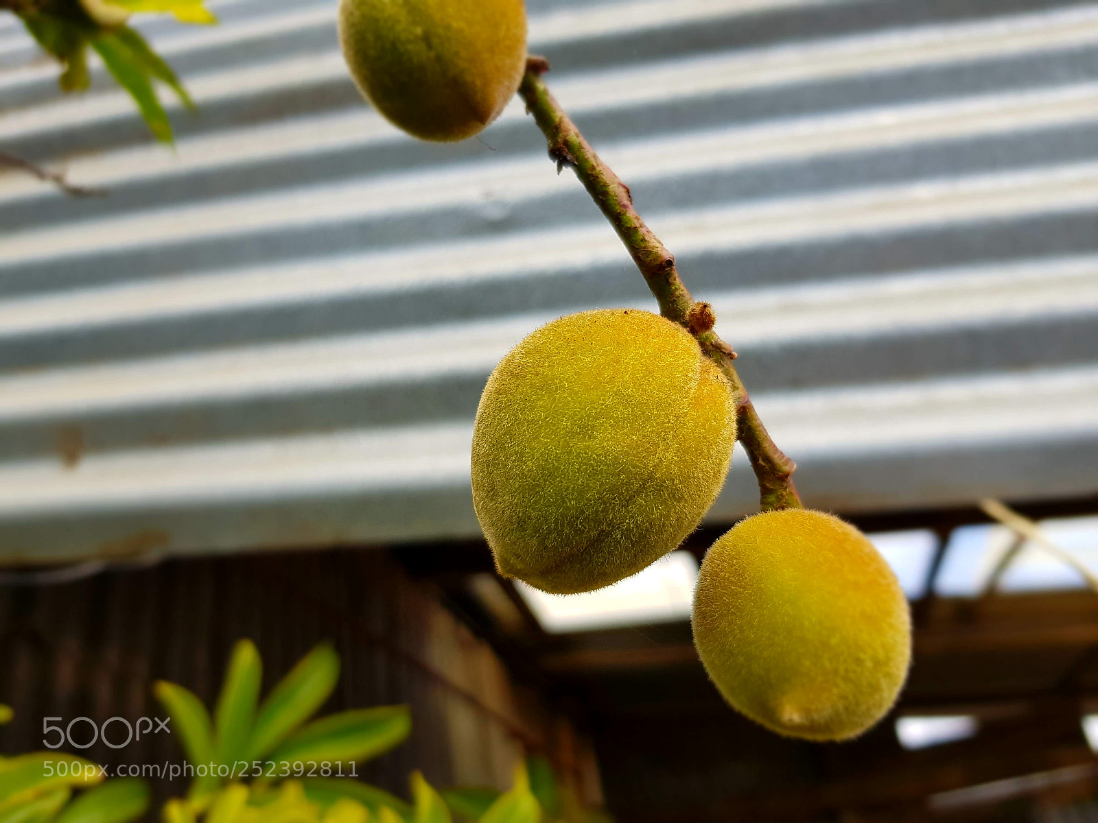 Samsung Galaxy S8 sample photo. Peach photography