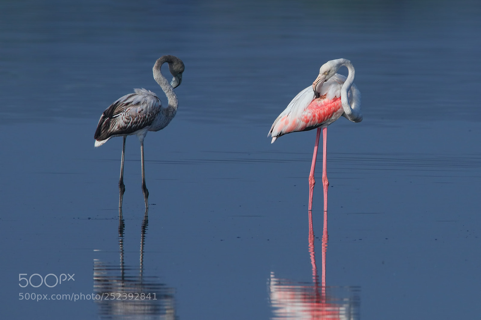Canon EOS 7D Mark II sample photo. Greater flamingos photography