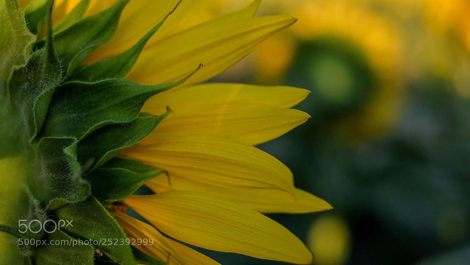 Fujifilm X-A1 sample photo. Untitled photography