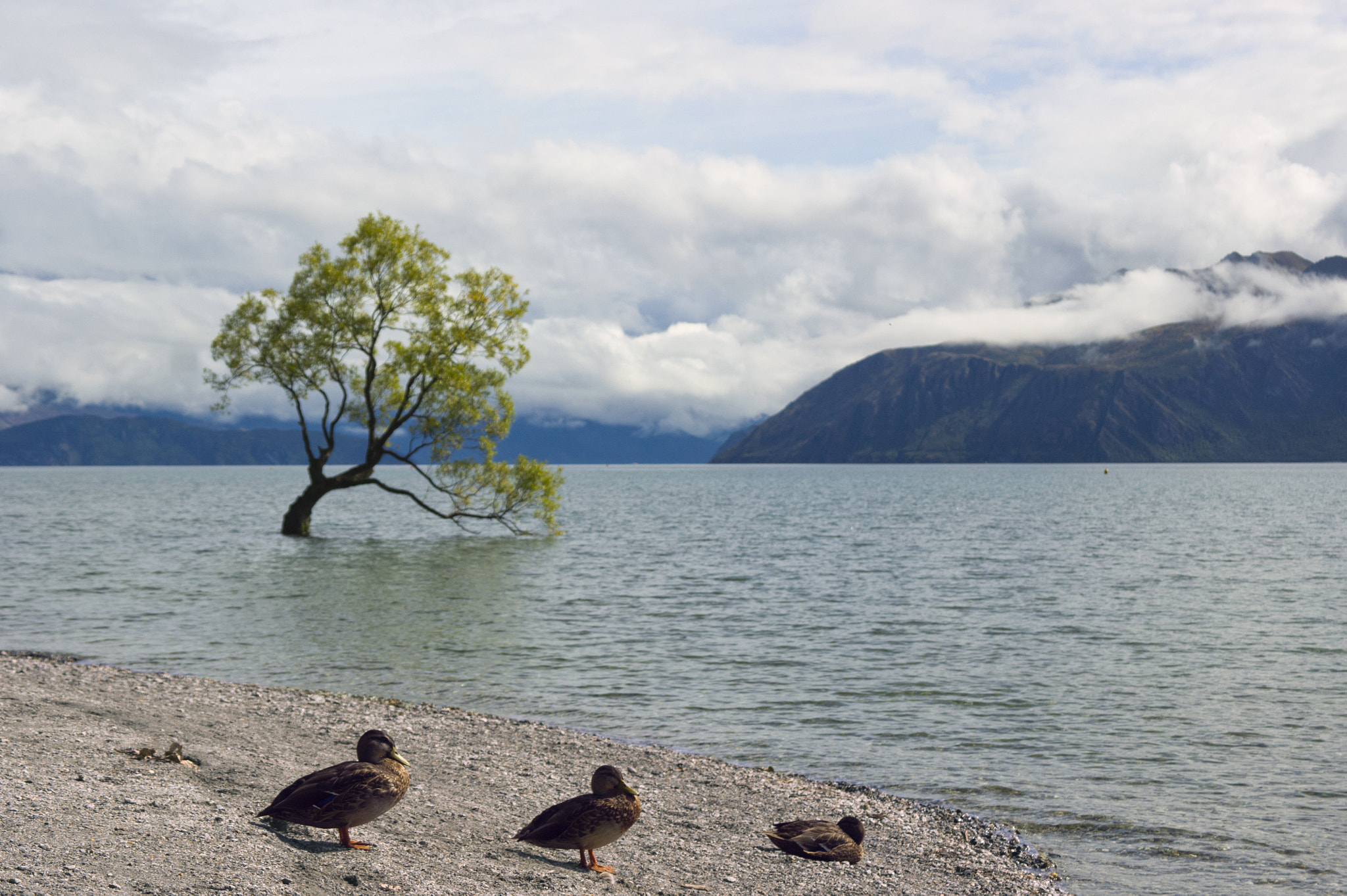 Samsung NX10 sample photo. Those wanaka ducks... photography