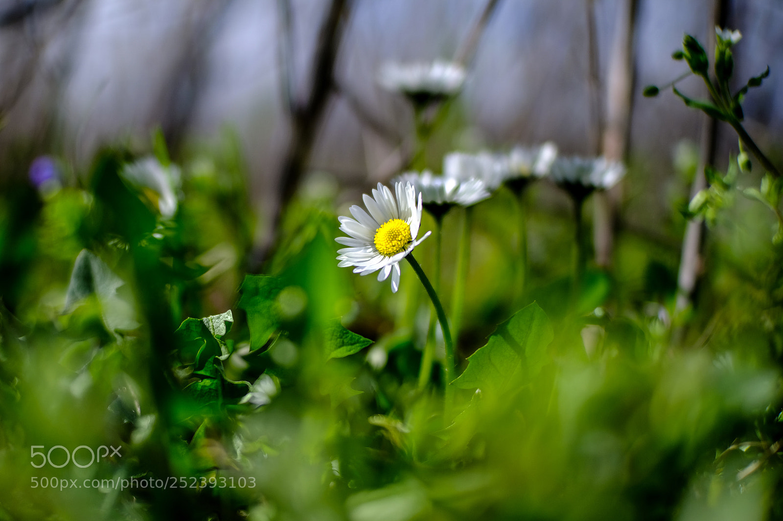 Fujifilm X-T20 sample photo. 'daisy' photography