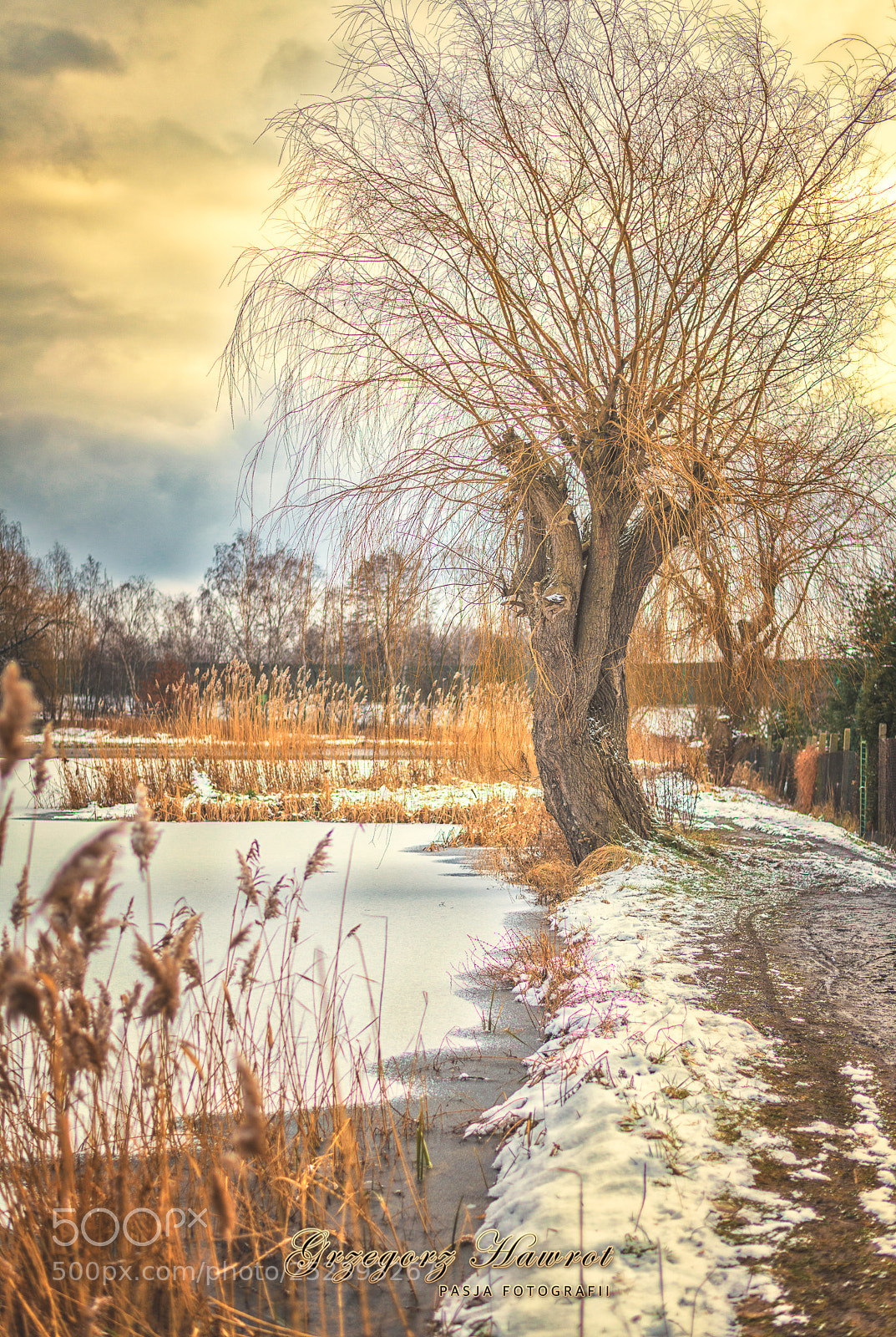 Nikon D800 sample photo. Samotna wierzba p acz photography