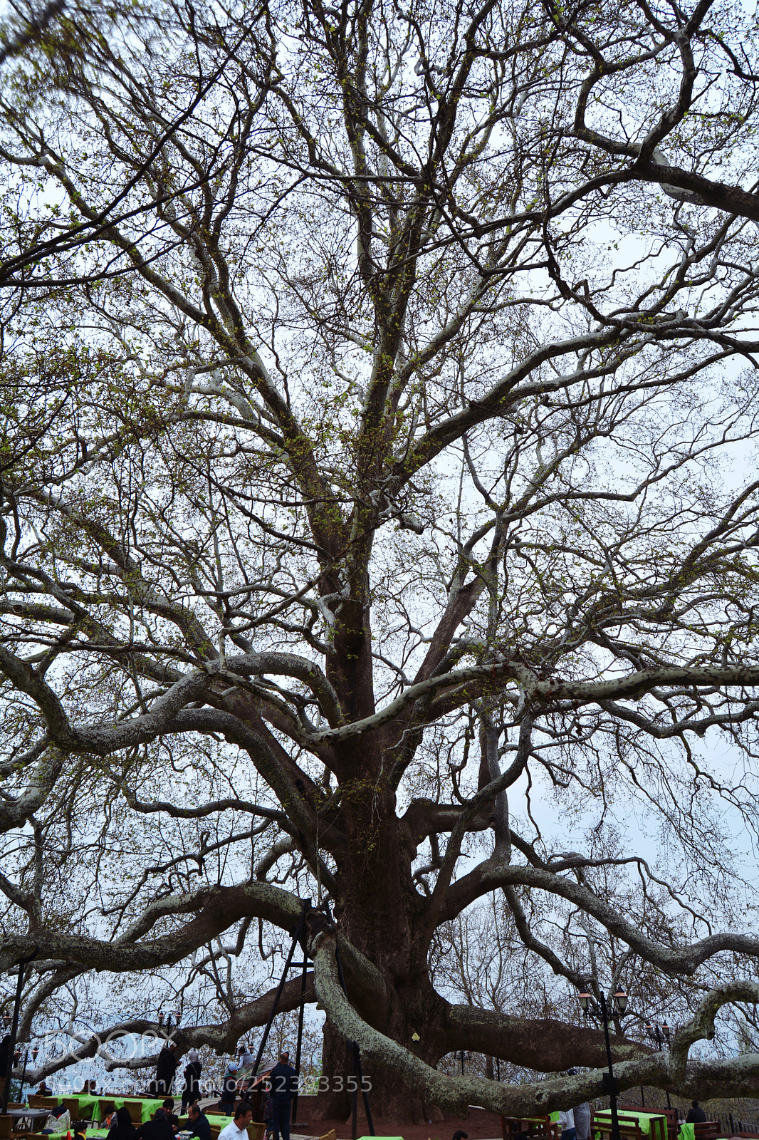 Nikon D5200 sample photo. 600 years old giant tree photography