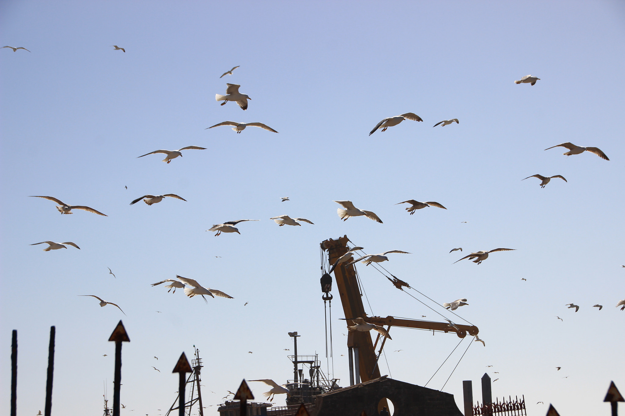 Canon EOS 600D (Rebel EOS T3i / EOS Kiss X5) sample photo. Seagulls wheeling above photography