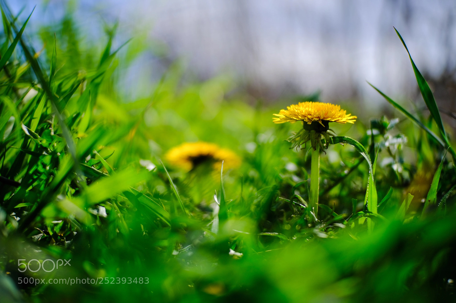 Fujifilm X-T20 sample photo. 'dandelion (taraxacum officinale)' photography