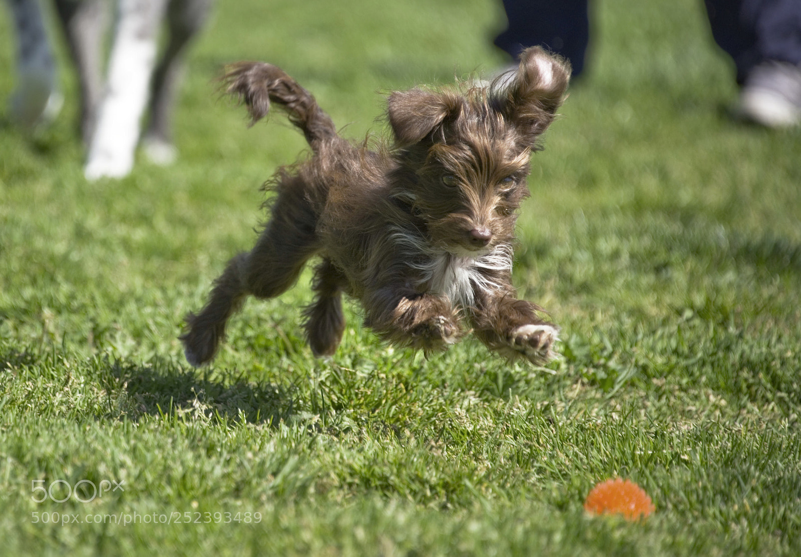 Nikon D750 sample photo. Tiny dog romping in photography
