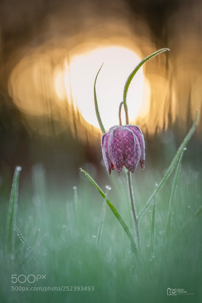 Canon EOS 7D sample photo. Fritillary  photography