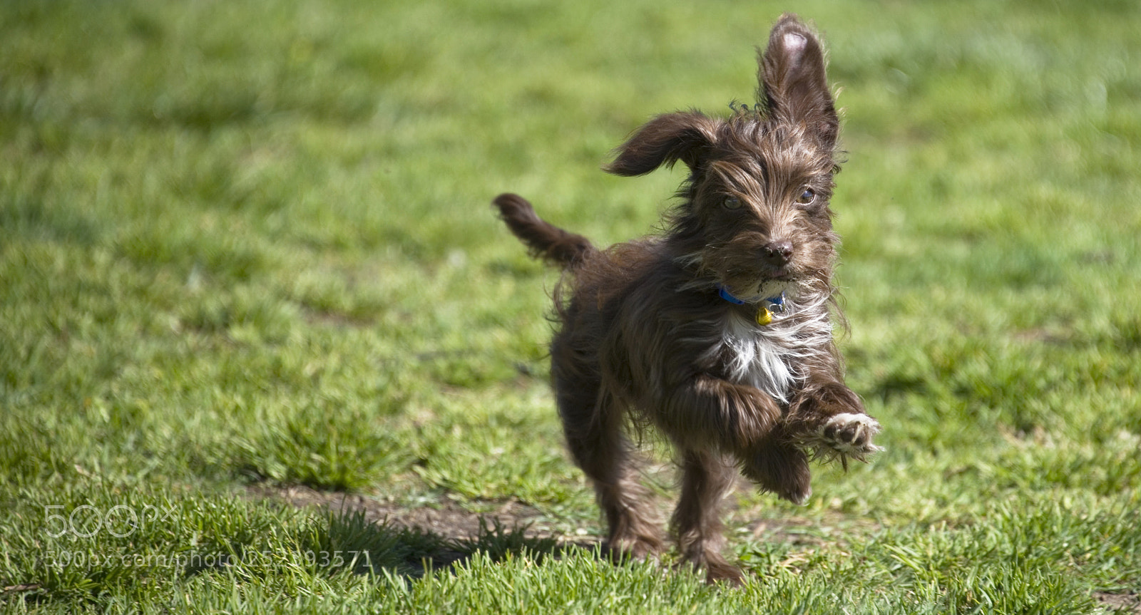 Nikon D750 sample photo. Tiny dog romping in photography