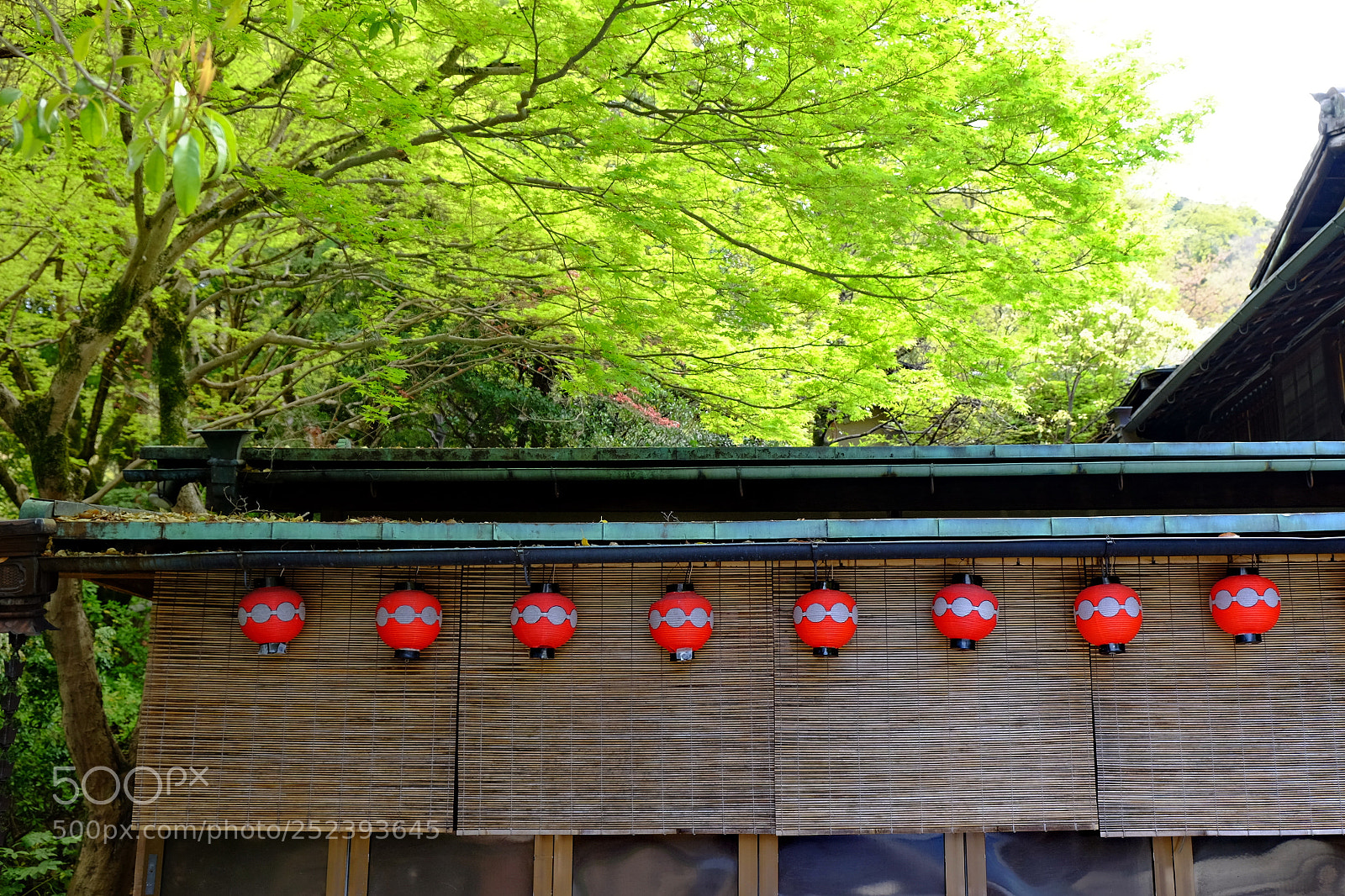 Fujifilm X-T1 sample photo. Fresh green photography