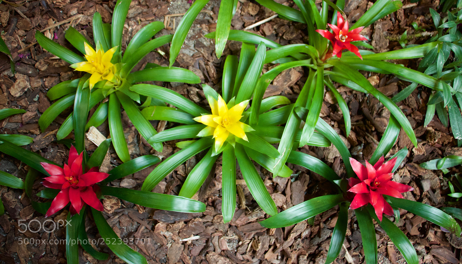 Canon EOS 600D (Rebel EOS T3i / EOS Kiss X5) sample photo. Flower flakes photography