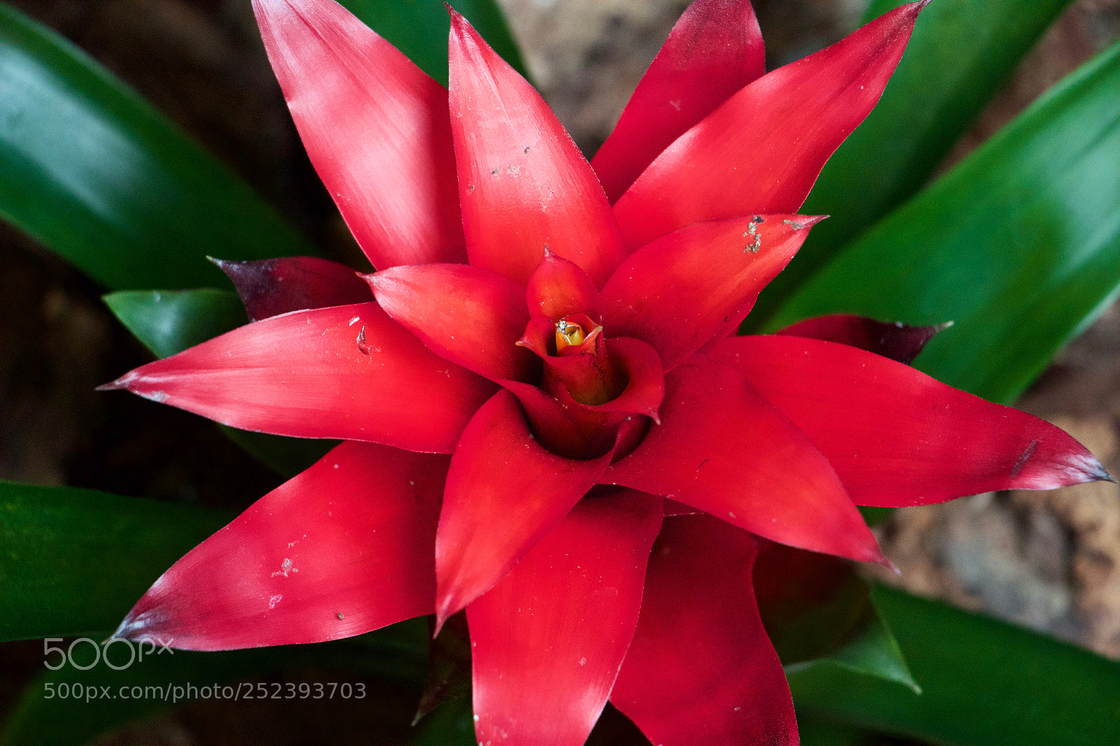 Canon EOS 600D (Rebel EOS T3i / EOS Kiss X5) sample photo. Red burst photography