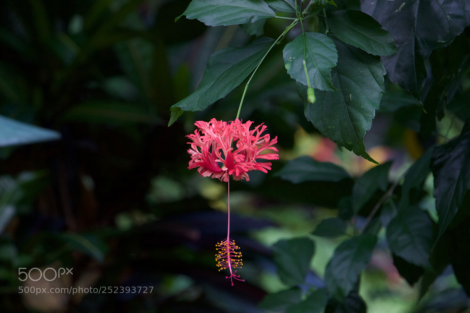 Canon EOS 600D (Rebel EOS T3i / EOS Kiss X5) sample photo. Pink cloud photography