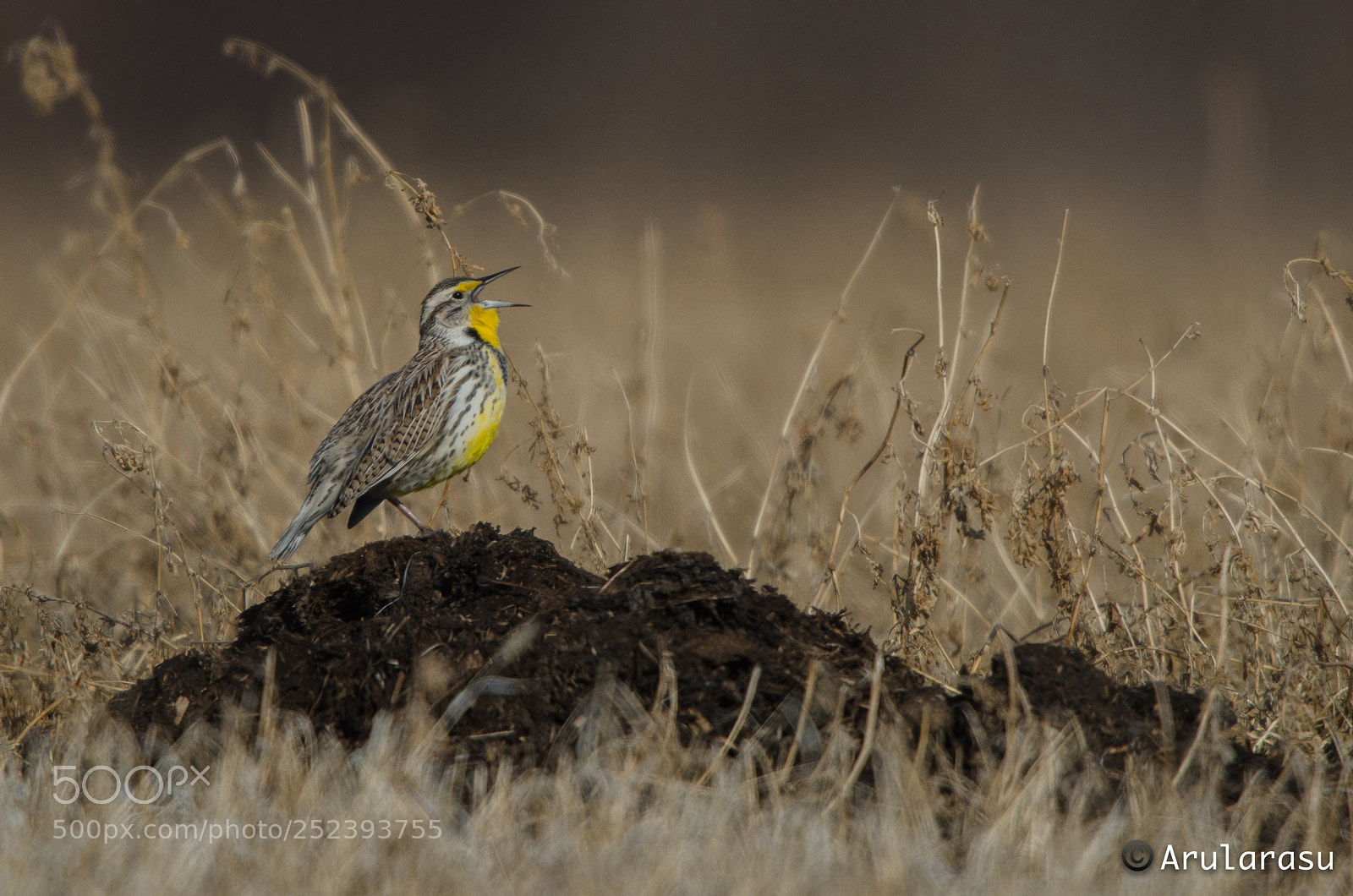 Nikon D7000 sample photo. Western meadowlark singing his photography