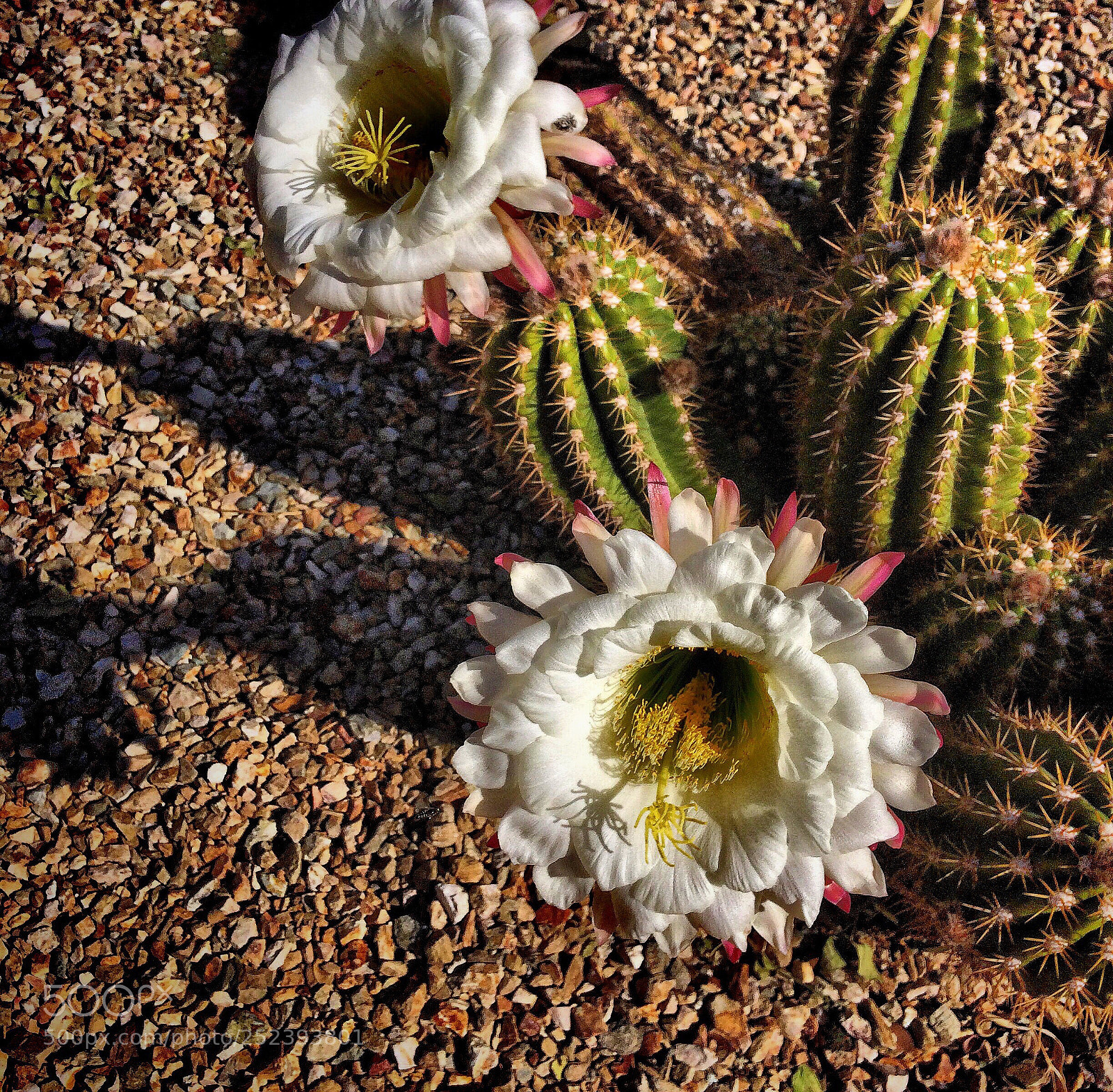 Apple iPhone 5s sample photo. Desert bloom photography
